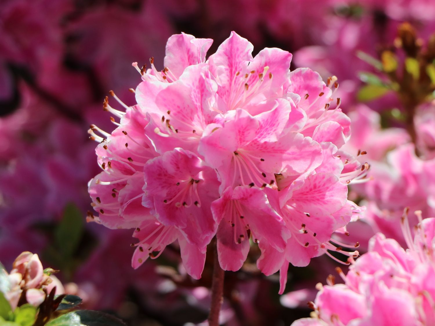 Japanische Azalee Kermesina Rose Rhododendron obtusum 15-20cm Frühlingsblüher 