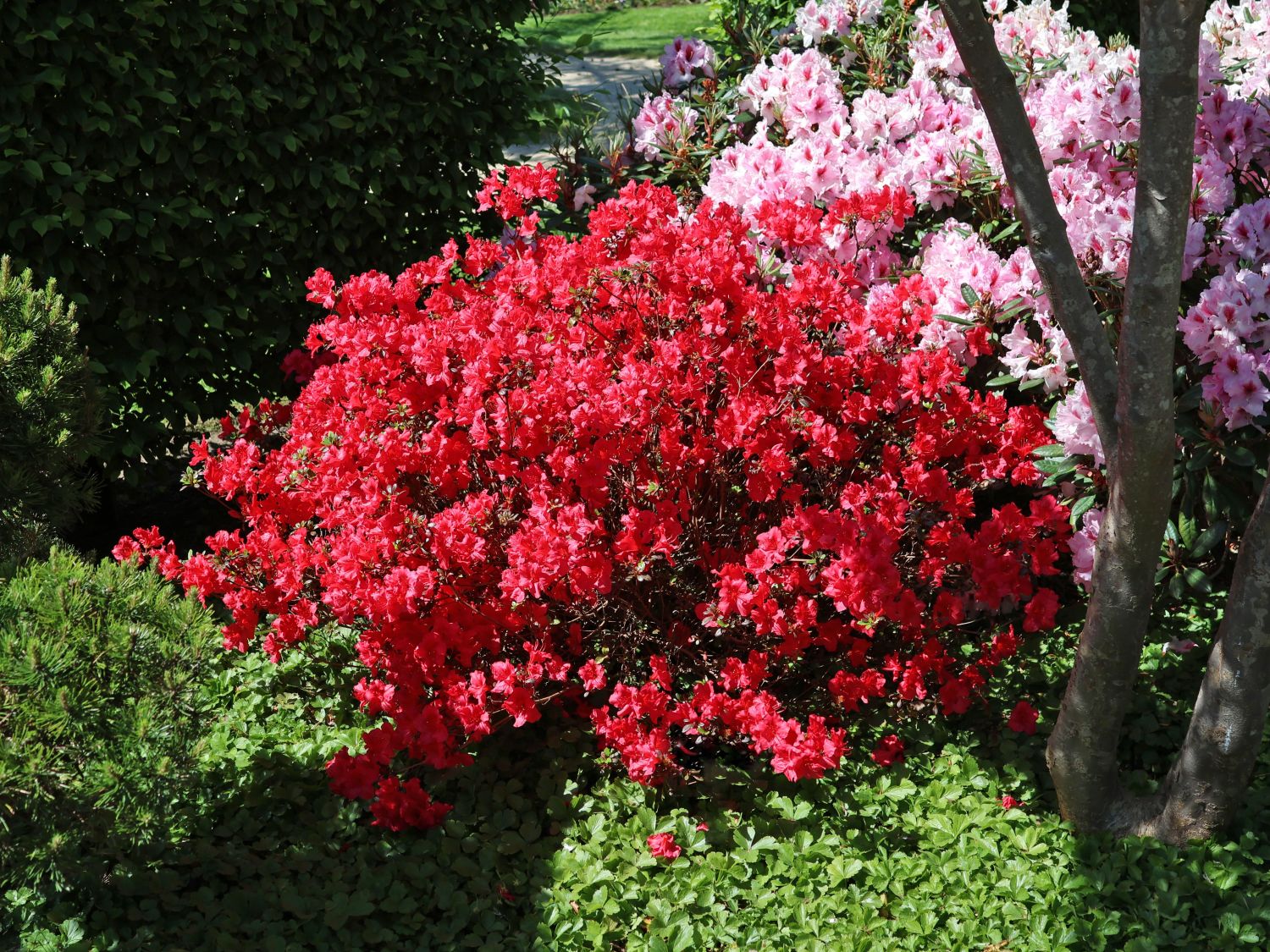 rhododendron simsii hortinno Azalea Rhododendron simsii 'Azajoy' pink