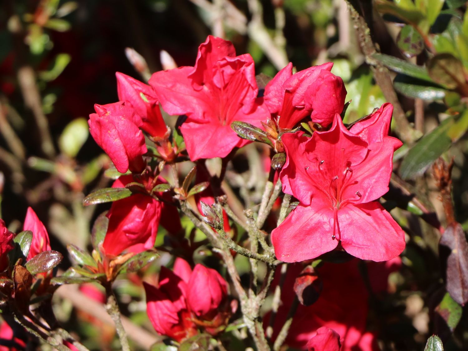 Japanische Azalee 'Muttertag' - Rhododendron obtusum 'Muttertag' -  Baumschule Horstmann