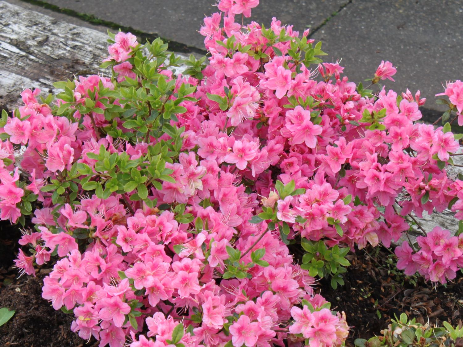 Japanische Azalee &amp;#39;Oslava&amp;#39; - Rhododendron obtusum &amp;#39;Oslava&amp;#39; - Baumschule ...
