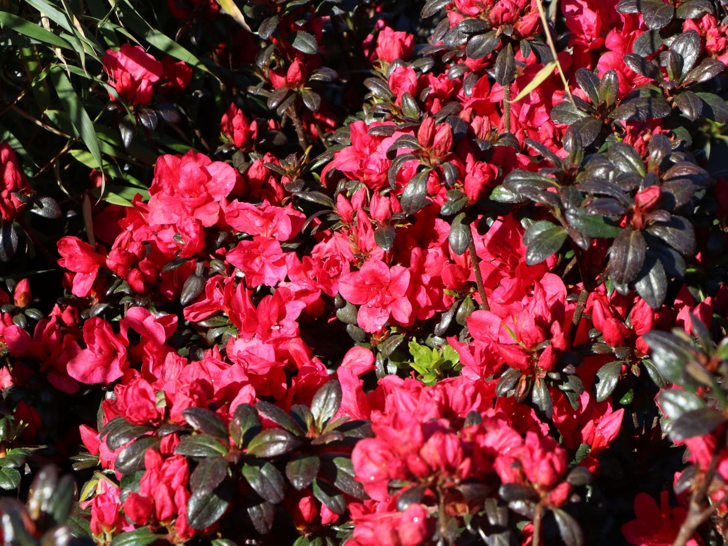 Japanische Azalee Purpurkissen-R Rhododendron obtusum 15-20cm Frühlingsblüher 