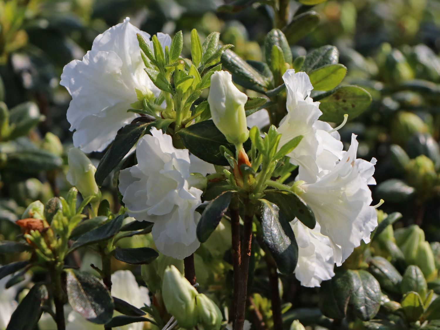 Rhododendron obtusum Zwerg Alpenrose Japanische Azalee Schneeperle/® 15-20cm