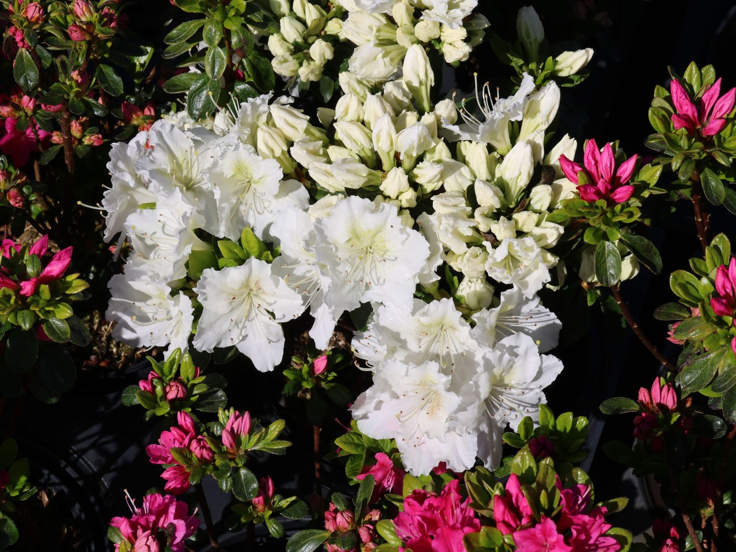Japanische Azalee 'Schneesturm' - Rhododendron obtusum 'Schneesturm' -  Baumschule Horstmann