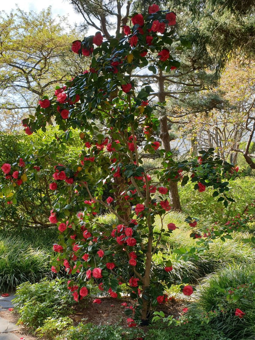 Japanische Kamelie rot - Camellia japonica rot - Baumschule Horstmann