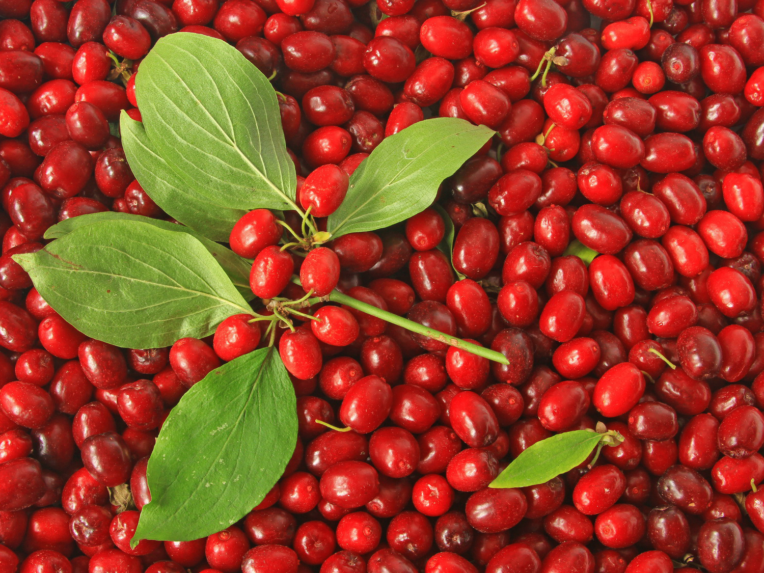 Japanische Kornelkirsche - Cornus officinalis - Baumschule Horstmann