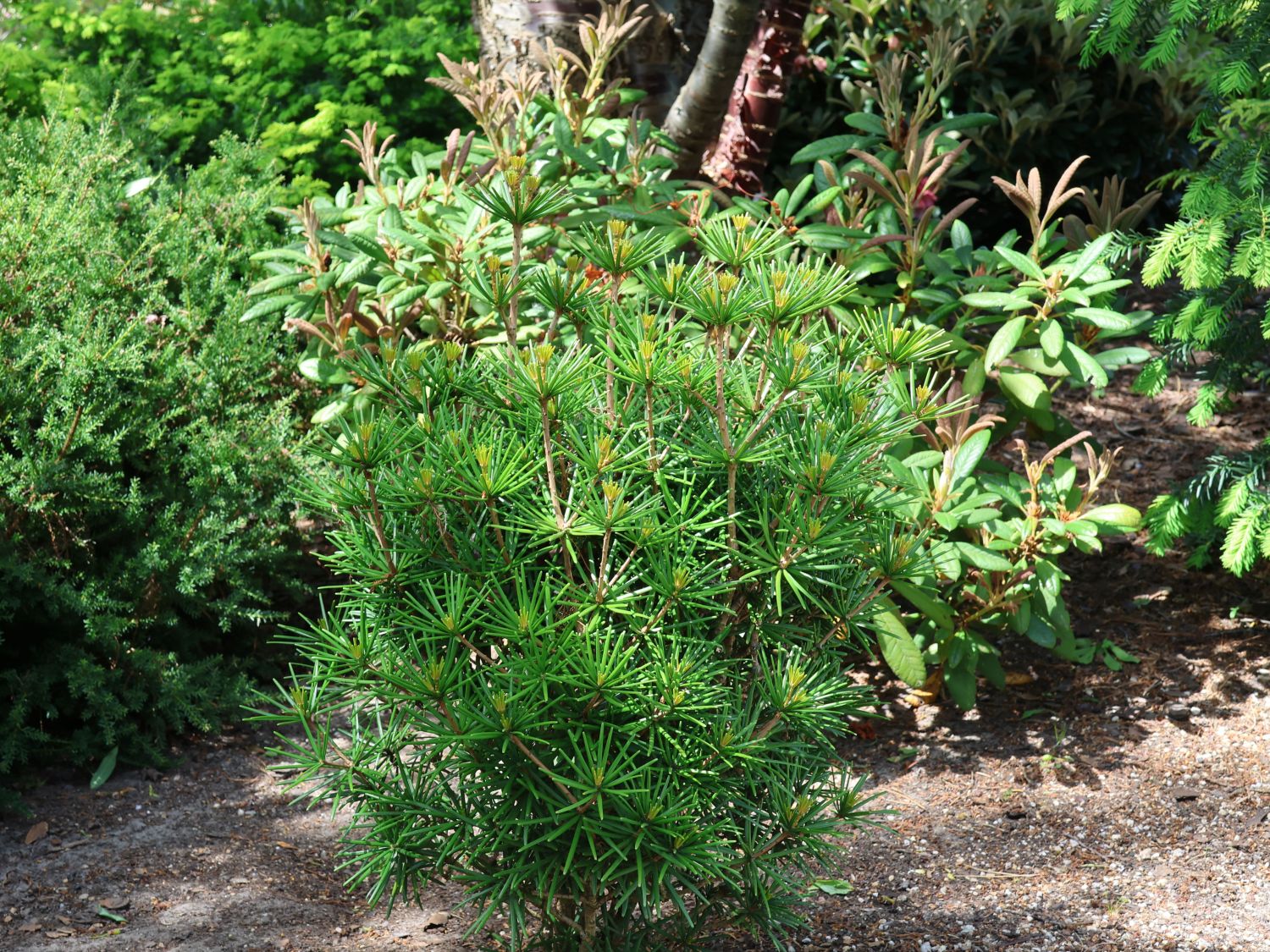 Japanische Schirmtanne 'Sternschnuppe' - Sciadopitys verticillata  'Sternschnuppe' - Baumschule Horstmann