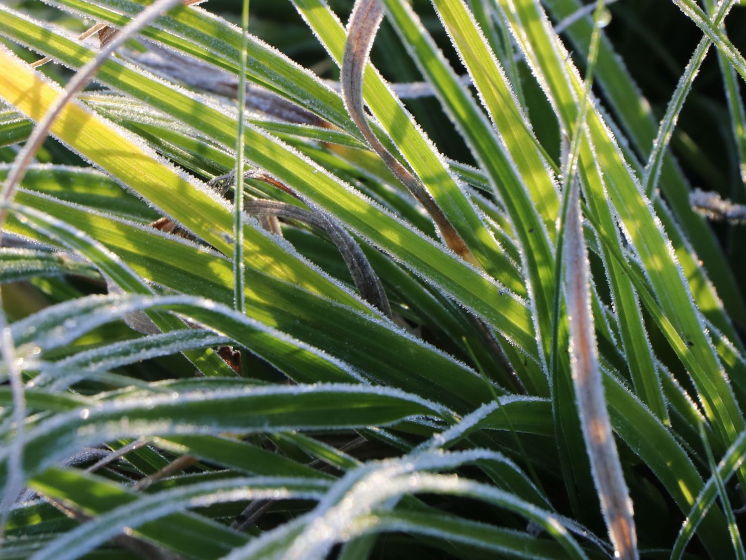Japanische Segge (Carex morrowii) - perfekte Stauden & Ratgeber