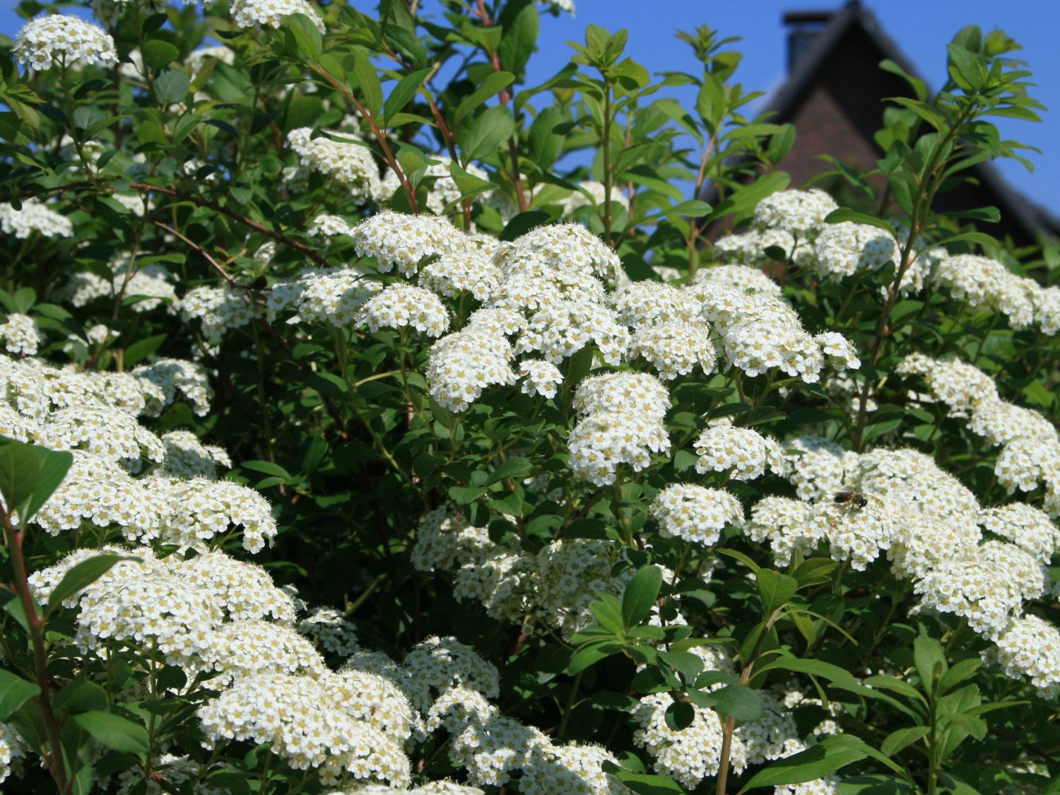 Japanische Strauchspiere 'Snowmound' Spiraea nipponica