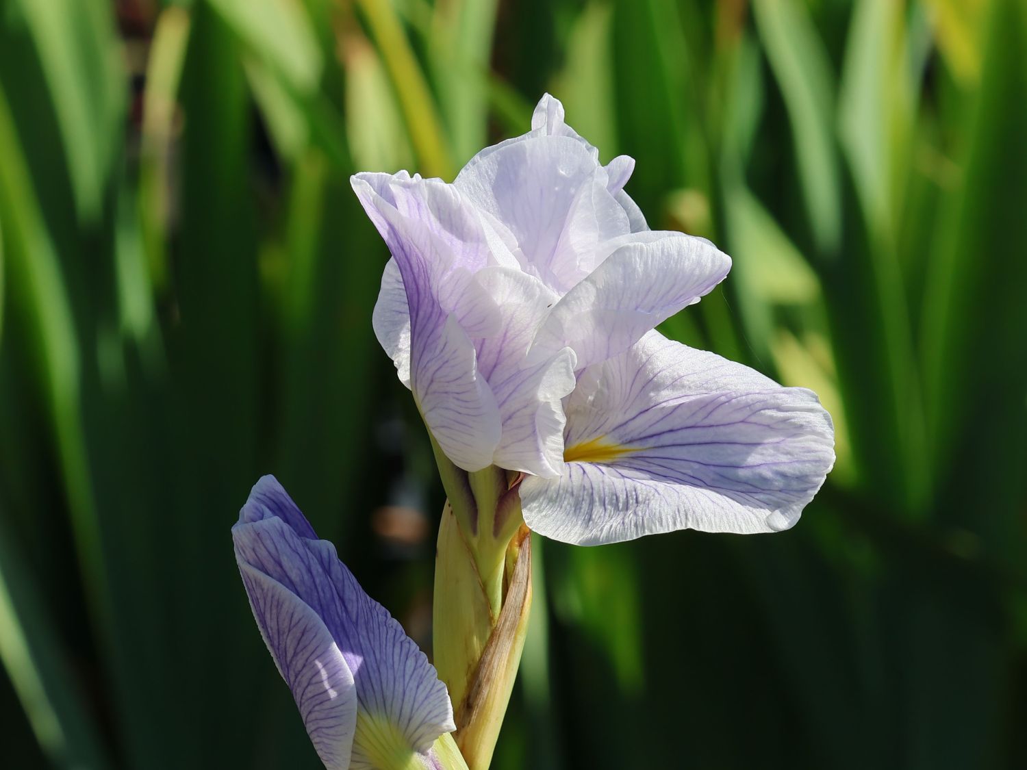 Japanische Sumpf-Schwertlilie 'Greywoods Catrina'