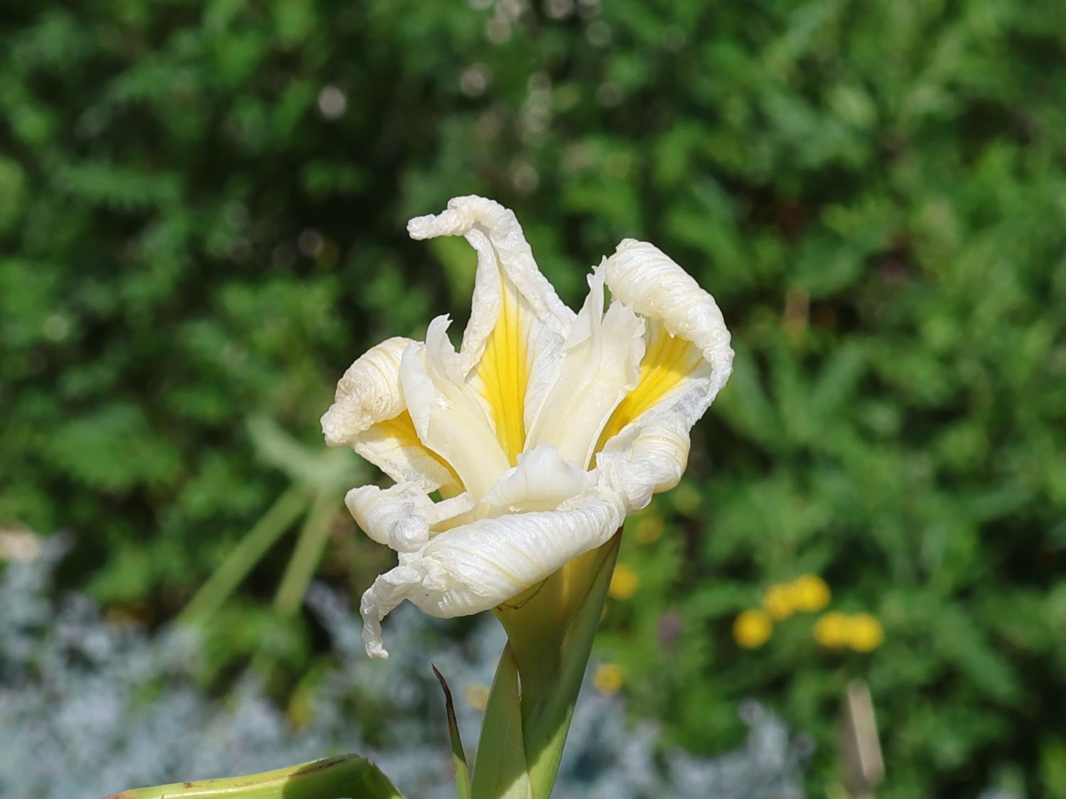 Japanische Sumpf-Schwertlilie 'White Ladies'