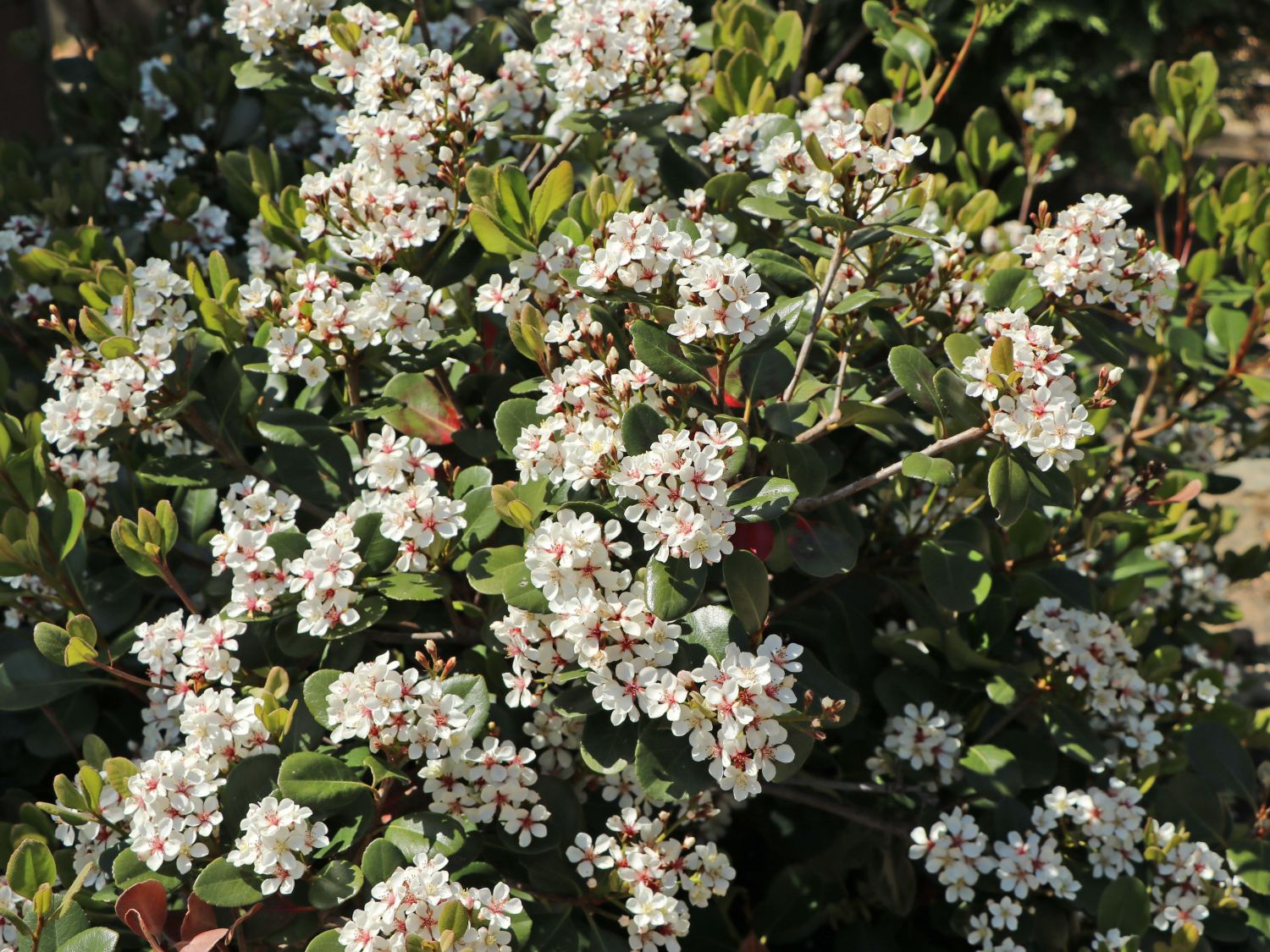 Rhaphiolepis (Rhaphiolepis) Infos & Pflanzen dieser Gattung