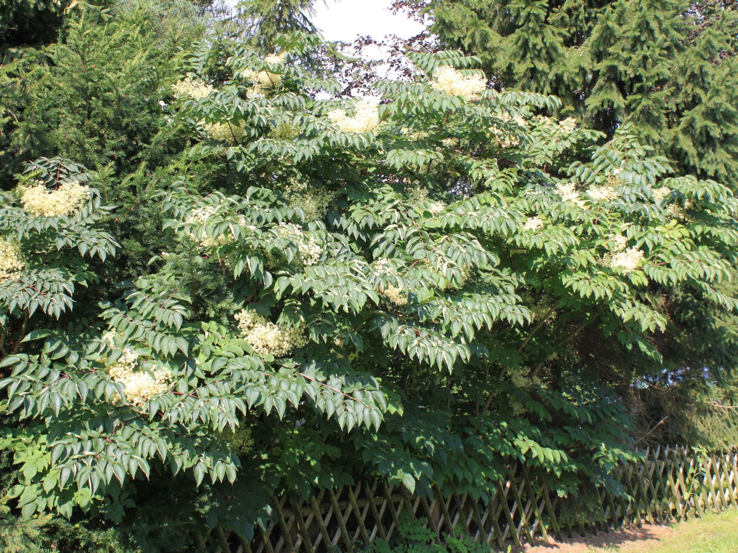 Japanischer Angelicabaum / Teufelskrückstock Aralia