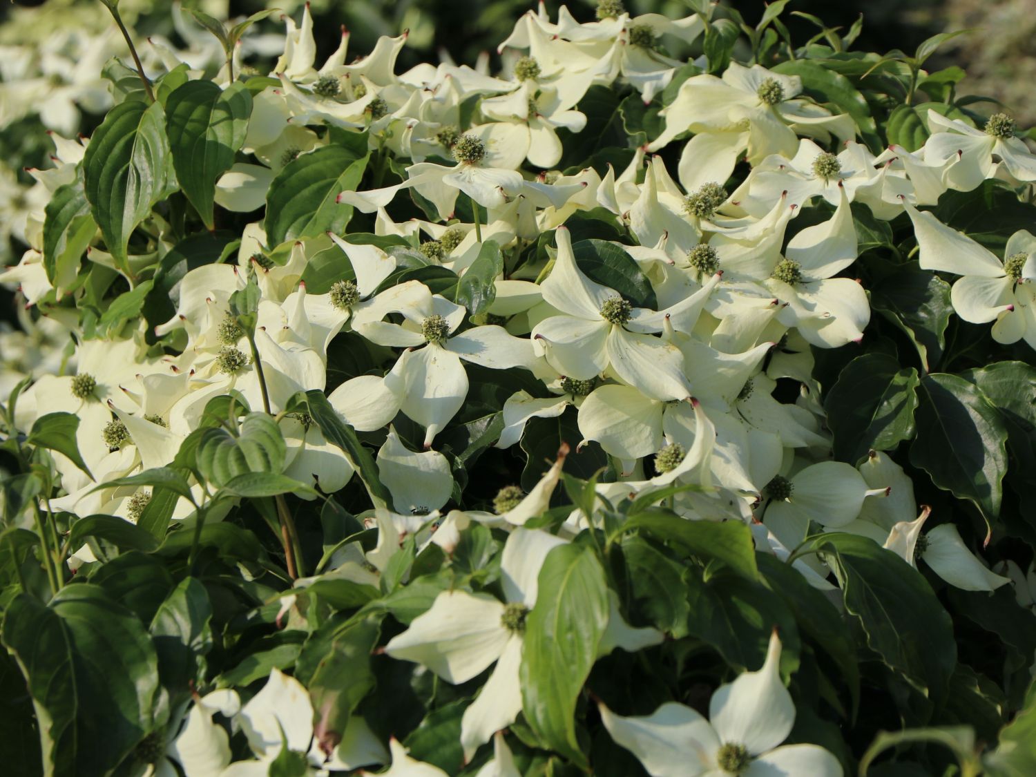 Japanischer Blumen-Hartriegel 'Snowflake' - Cornus kousa 'Snowflake' -  Baumschule Horstmann