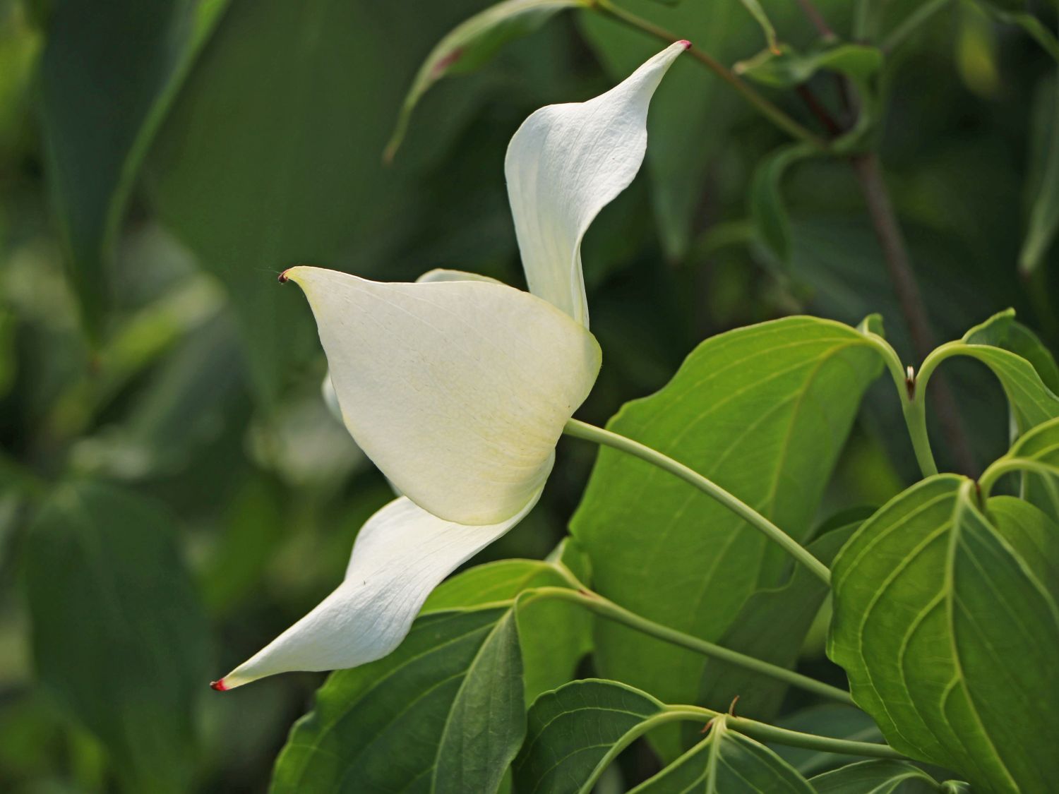 Japanischer Blumen-Hartriegel 'Snowflake' - Cornus kousa 'Snowflake' -  Baumschule Horstmann