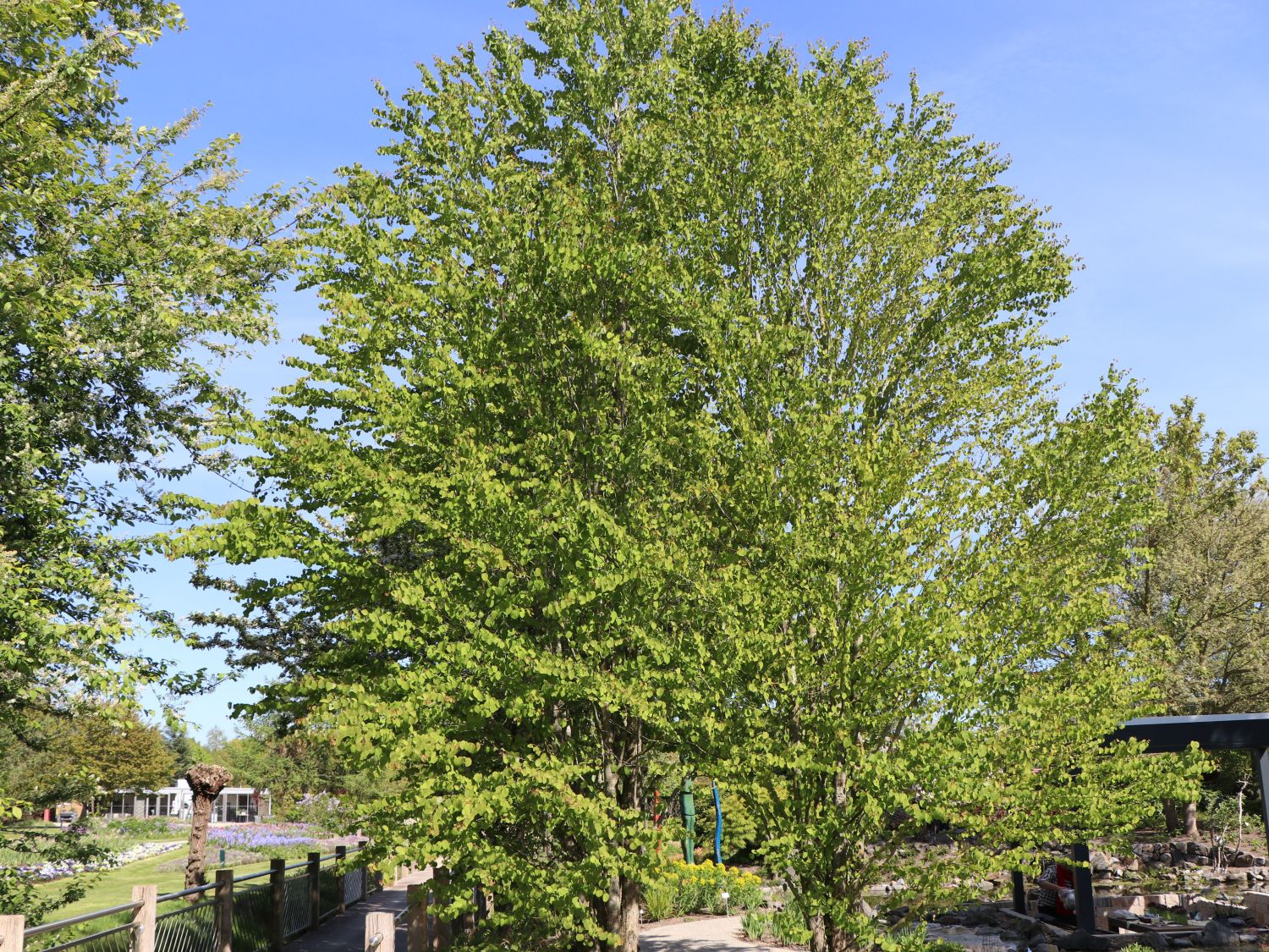 Lebkuchenbaum Riecht nach Lebkuchen auch im Sommer // Neue Samen ! 