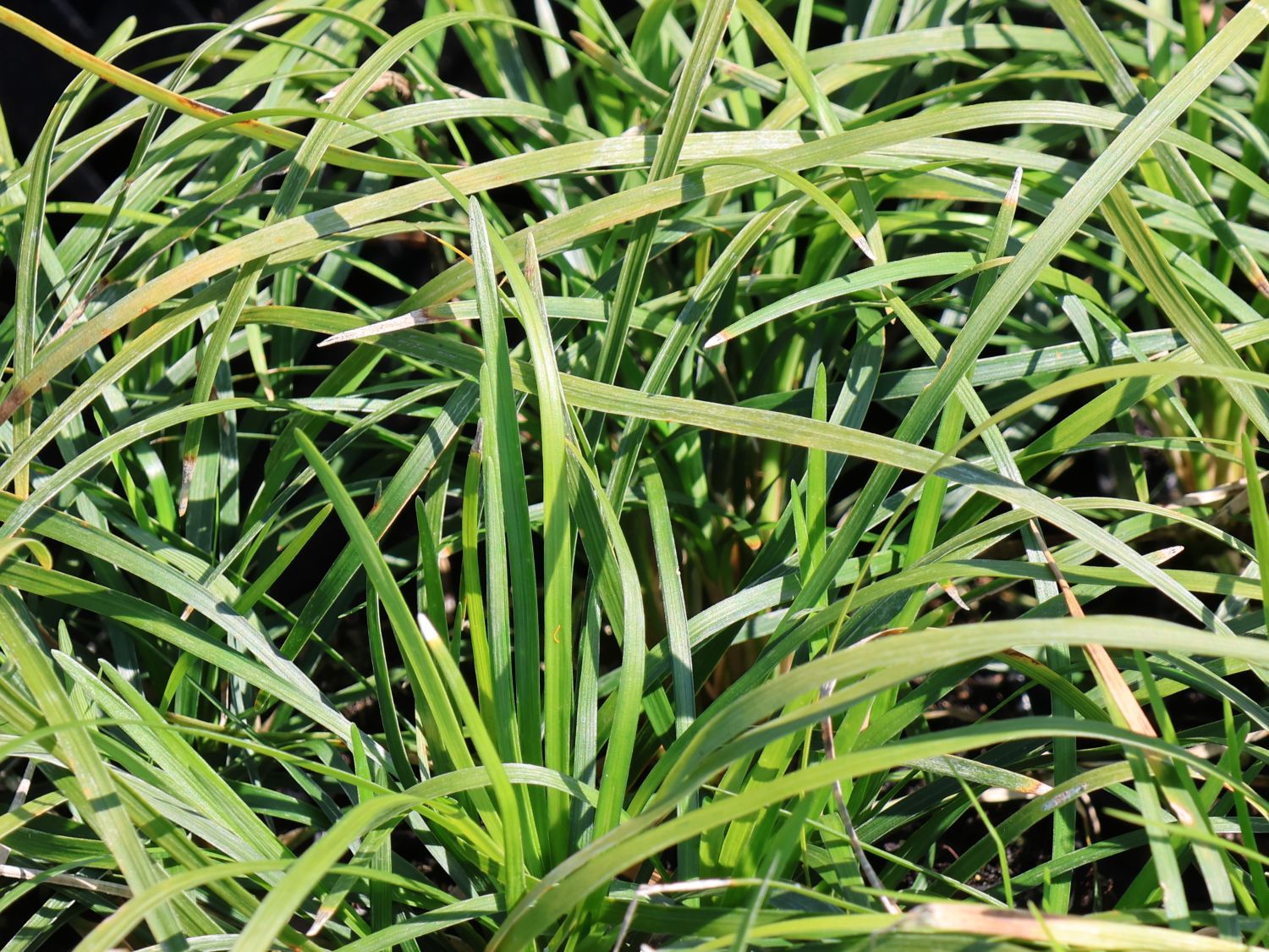 Japanischer Schlangenbart - Ophiopogon japonicus