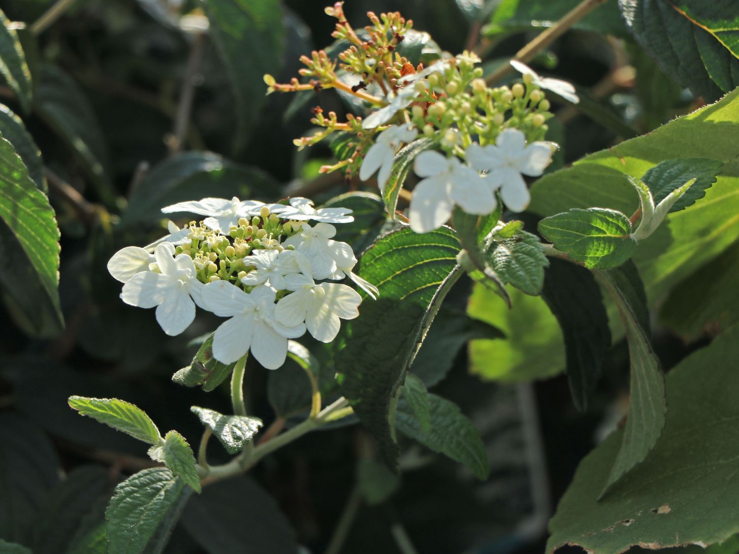 Japananischer Schneeball Viburnum plicatum Summer Snowflake im Topf gewachsen ca 30-40cm