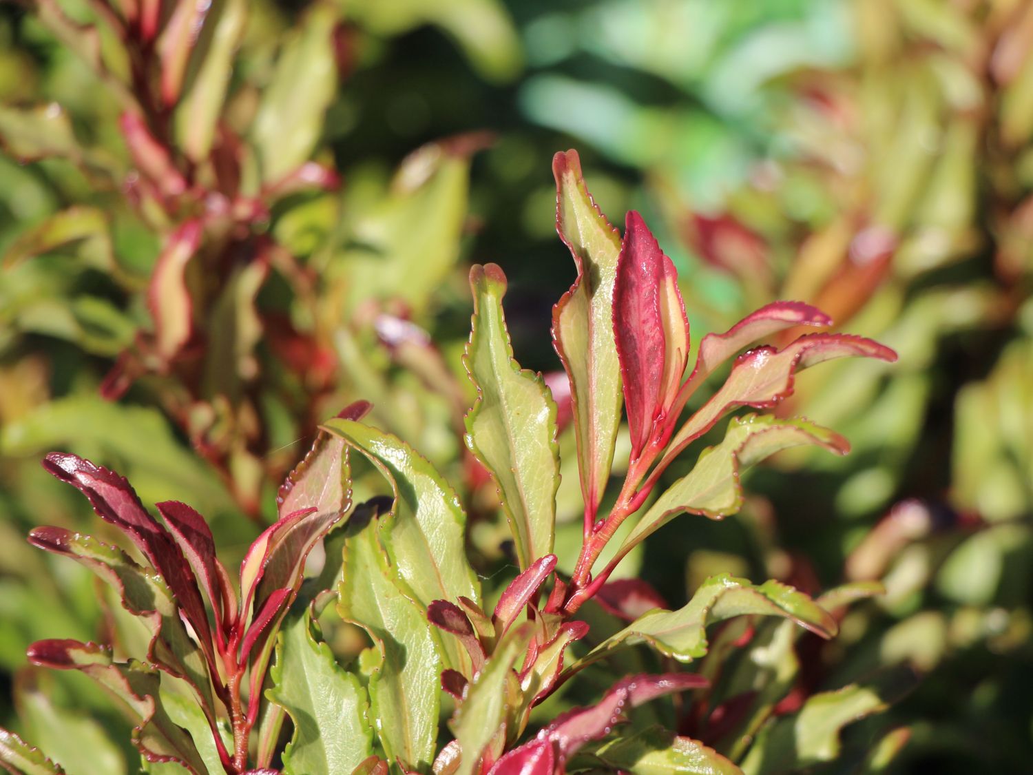 Eurya (Eurya) Infos & Pflanzen dieser Gattung