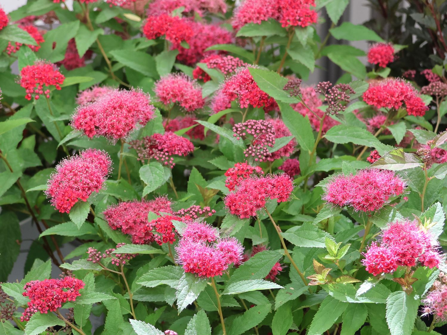 Japanspiere PROVEN WINNERS Double Play 'Doozie'