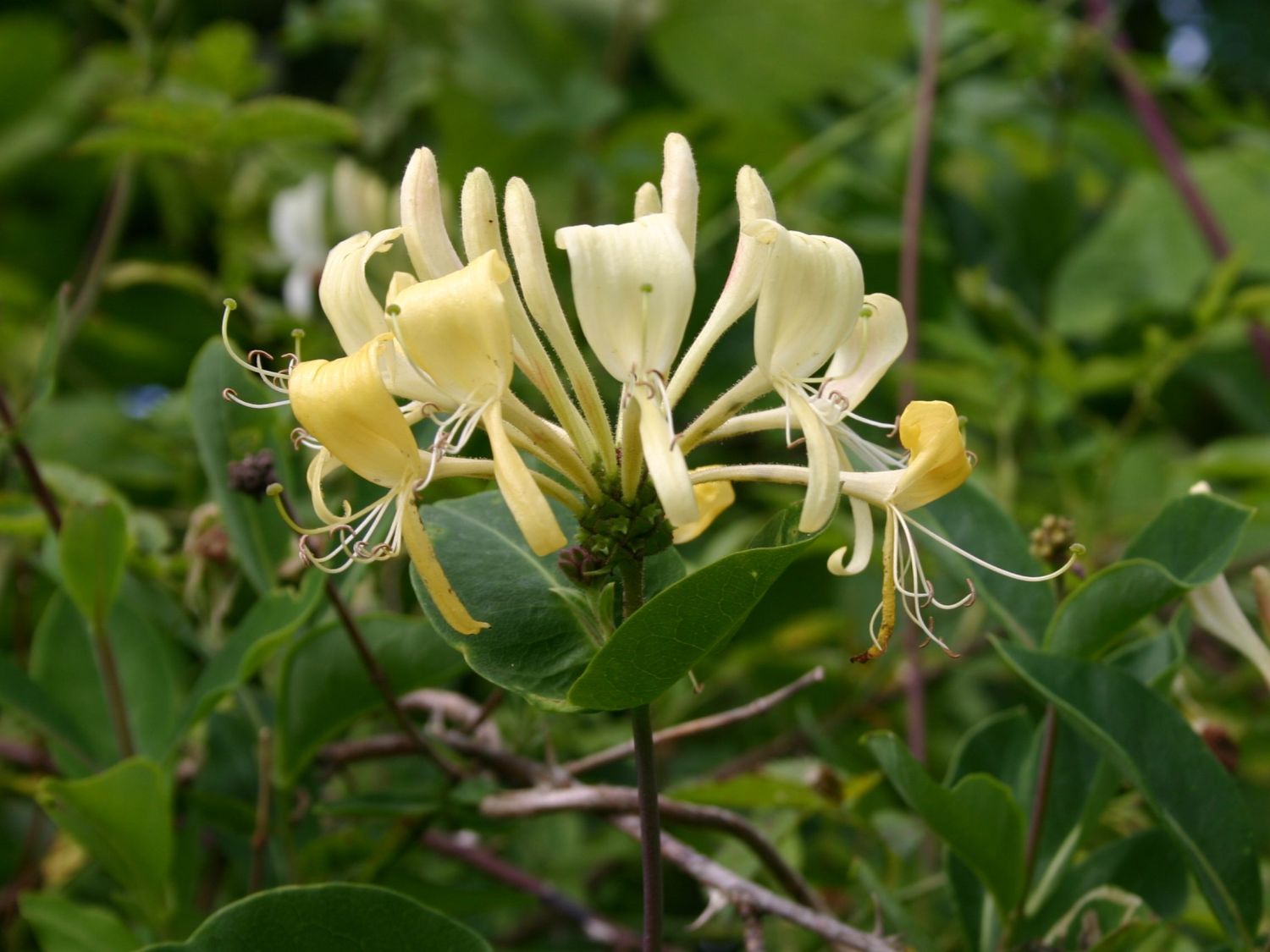 lonicera