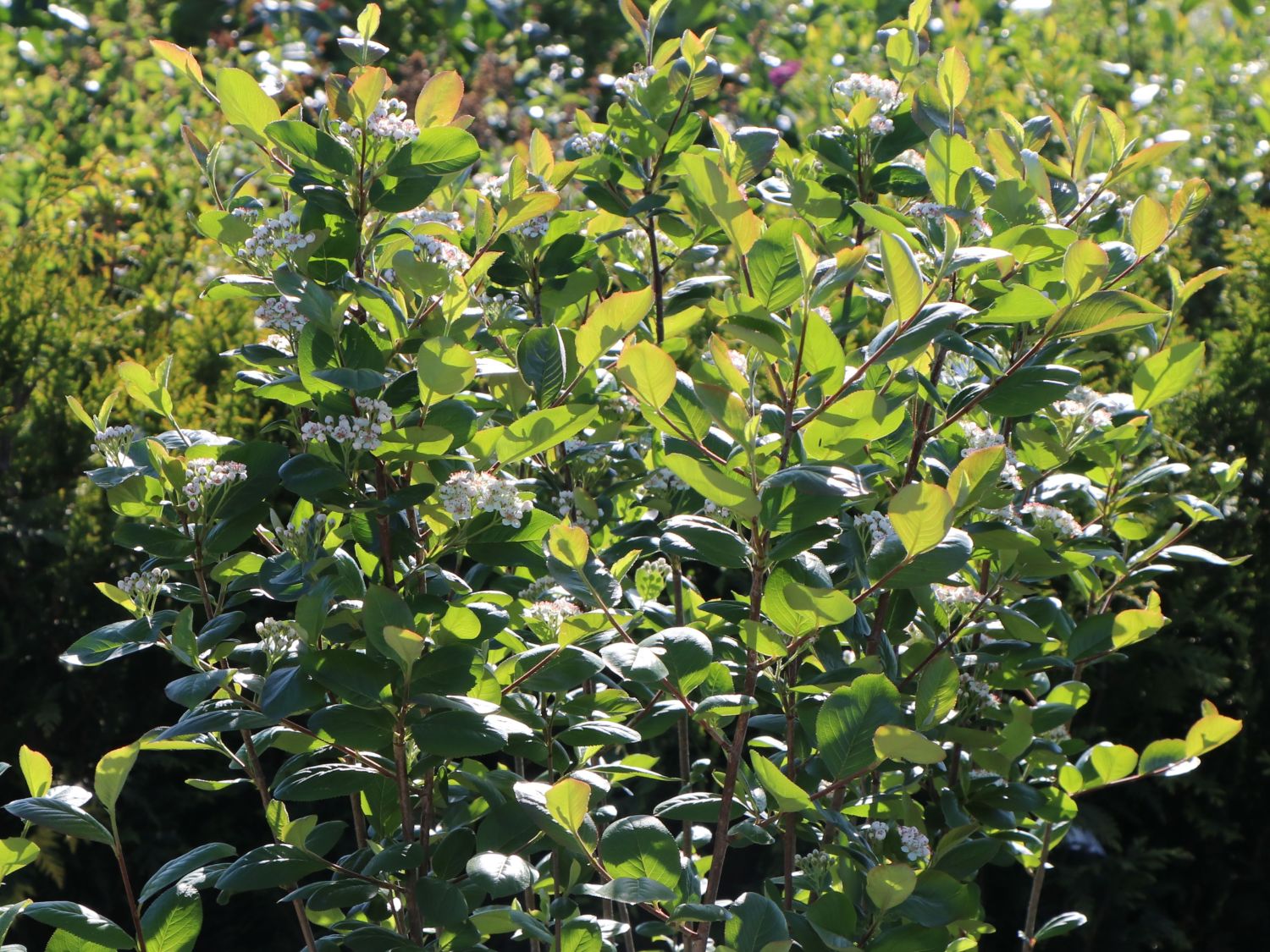 Kahle Apfelbeere / Schwarze Apfelbeere Aronia
