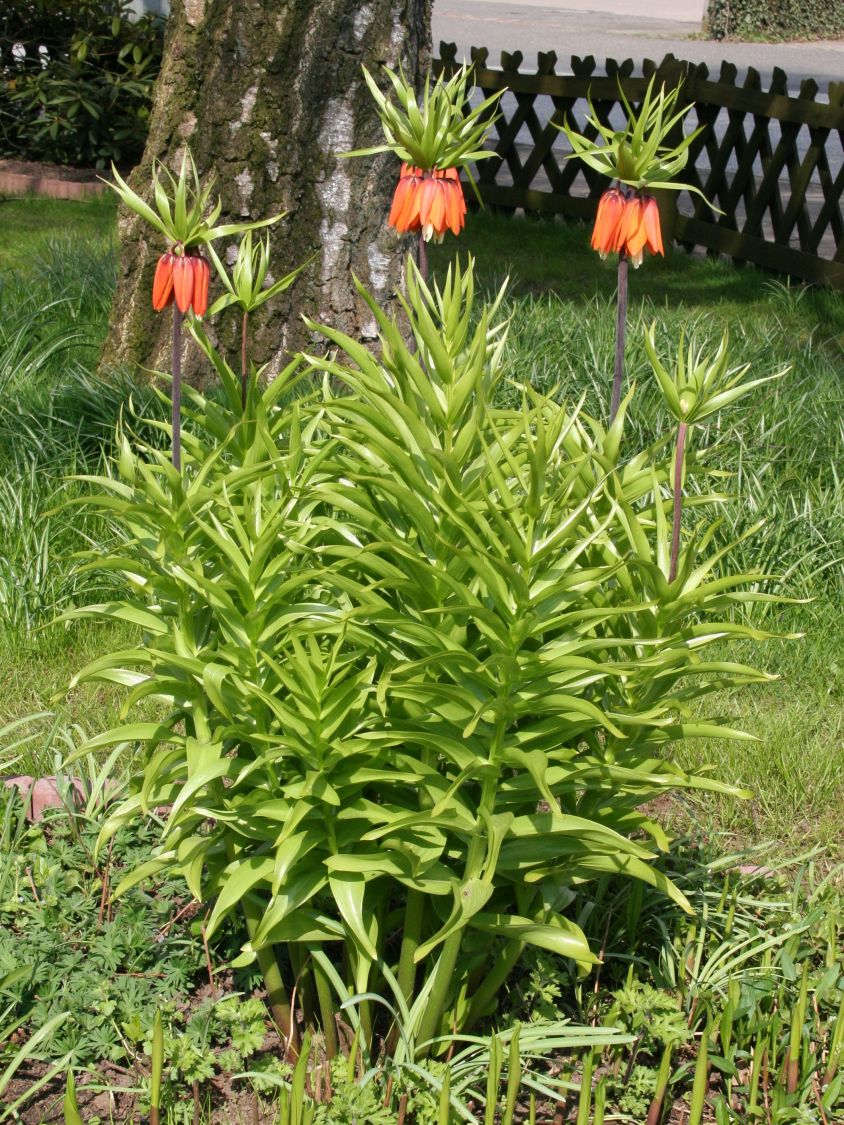 dünger für topfpflanzen Biologischer Universaldünger (3 kg) – Lucky Plant GmbH main image 0