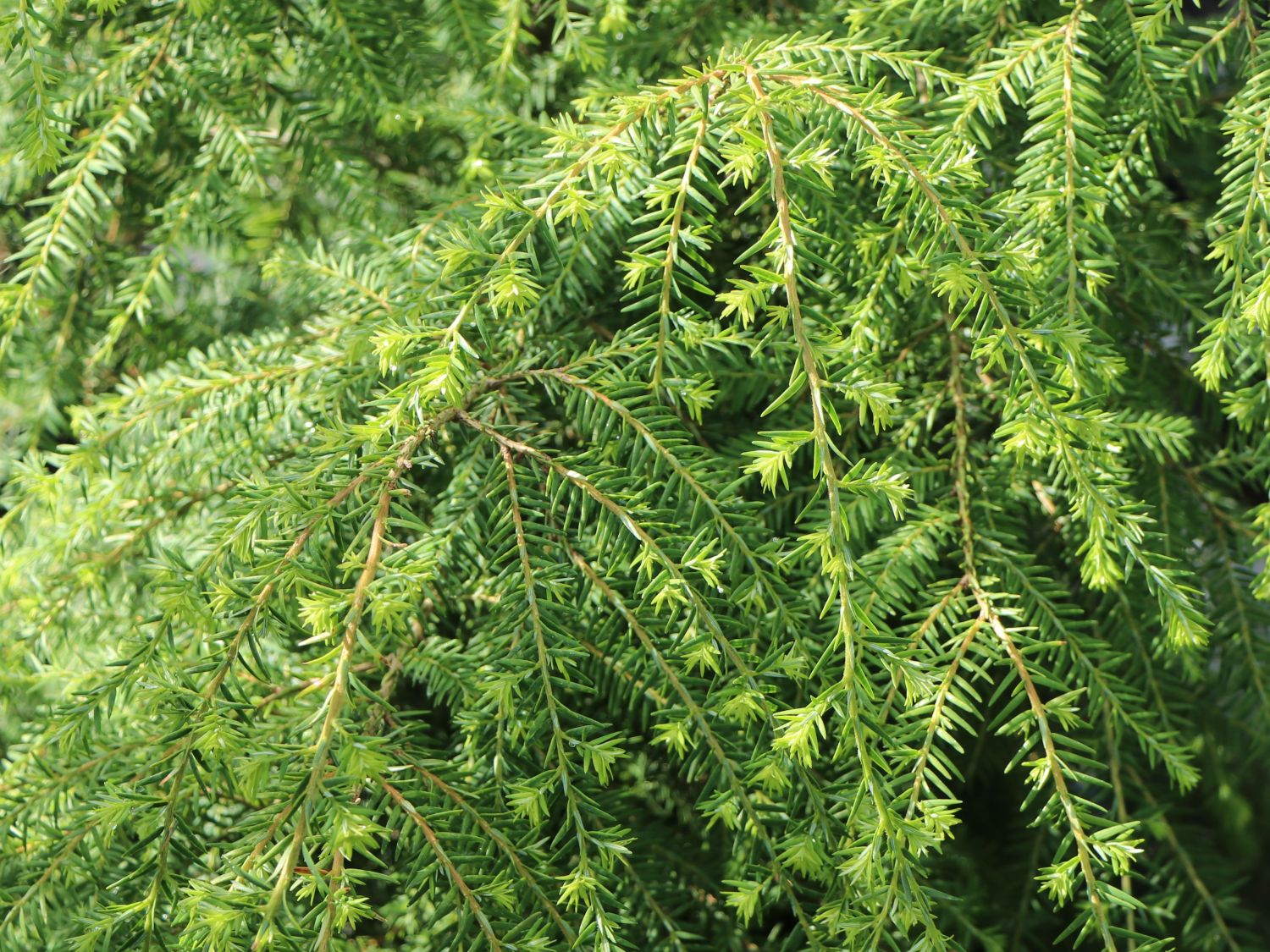 Kanadische Hemlocktanne / Tanne - Tsuga canadensis - Baumschule Horstmann