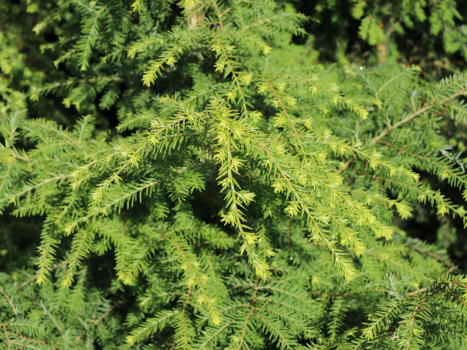 Kanadische Hemlocktanne / Tanne - Tsuga canadensis - Baumschule Horstmann