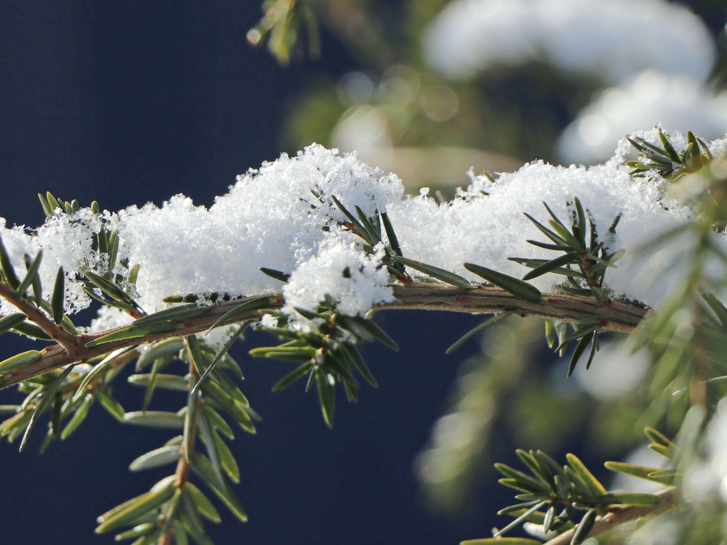 Kanadische Hemlocktanne / Tanne - Tsuga canadensis - Baumschule Horstmann