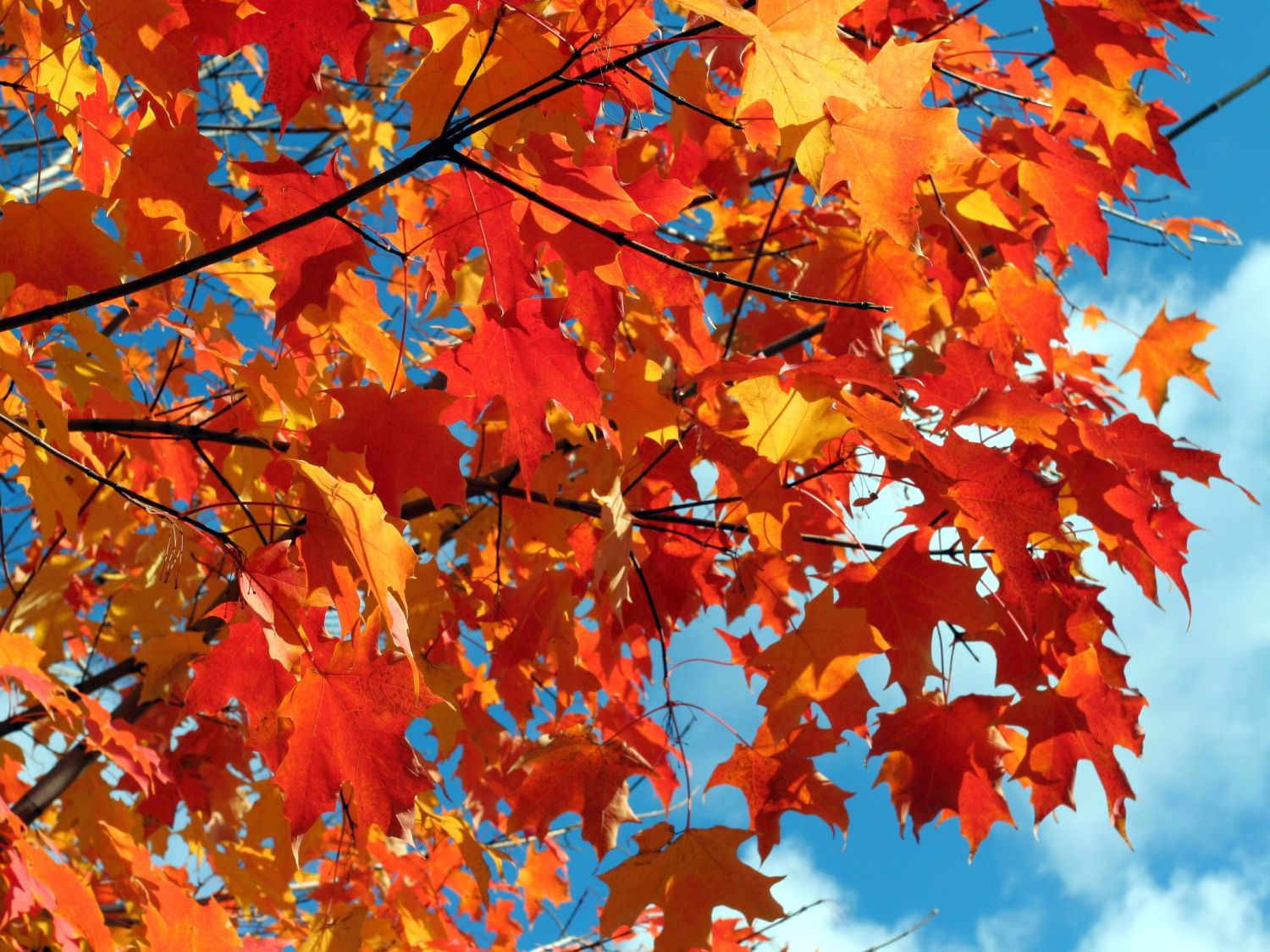 Kanadischer Ahorn - Acer saccharum - Baumschule Horstmann