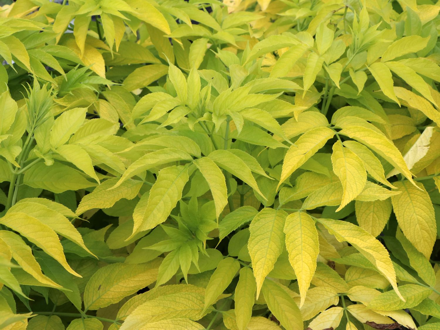 Kanadischer Gold-Holunder &amp;#39;Aurea&amp;#39; - Sambucus canadensis &amp;#39;Aurea ...