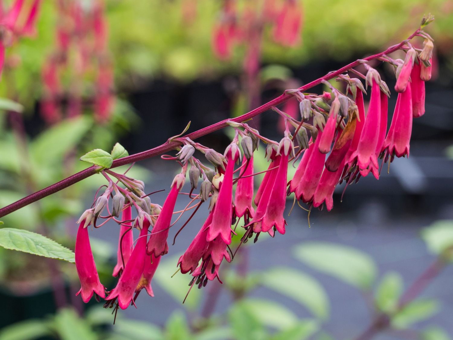 Phygelius (Phygelius) Infos & Pflanzen dieser Gattung