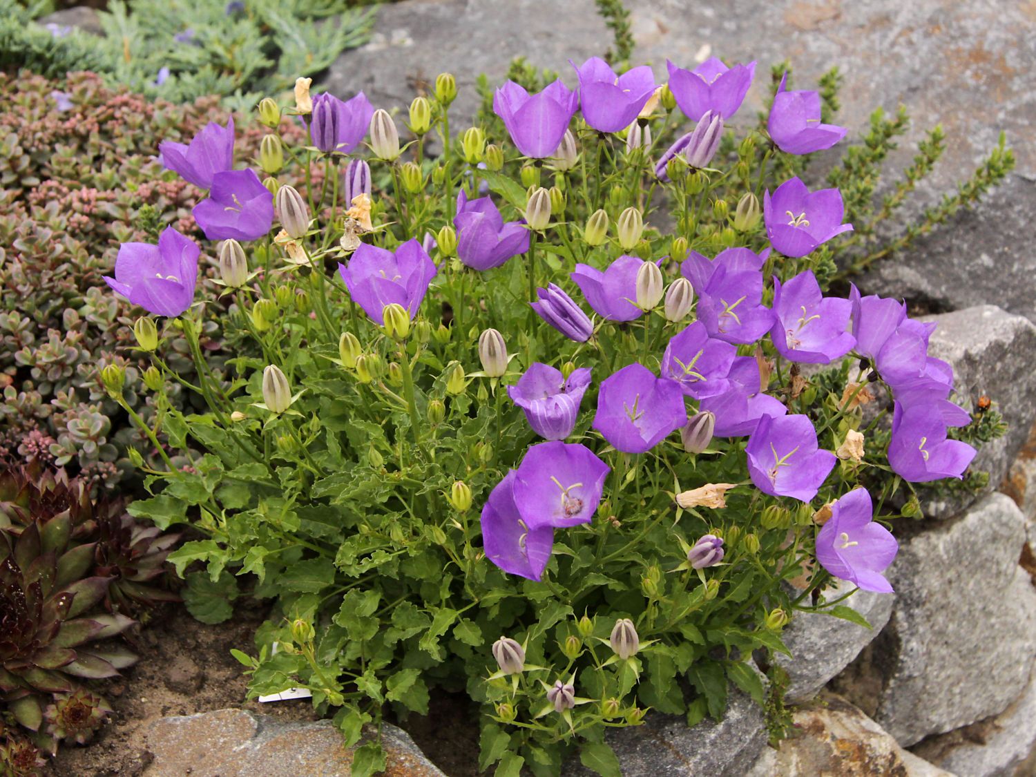 Колокольчик посадка в открытый грунт. Колокольчик Карпатский (Campanula Carpatica). Колокольчик Карпатский Блю. Колокольчик Карпатский Карпатенкроне. Колокольчик Карпатский Перл дип Блю.