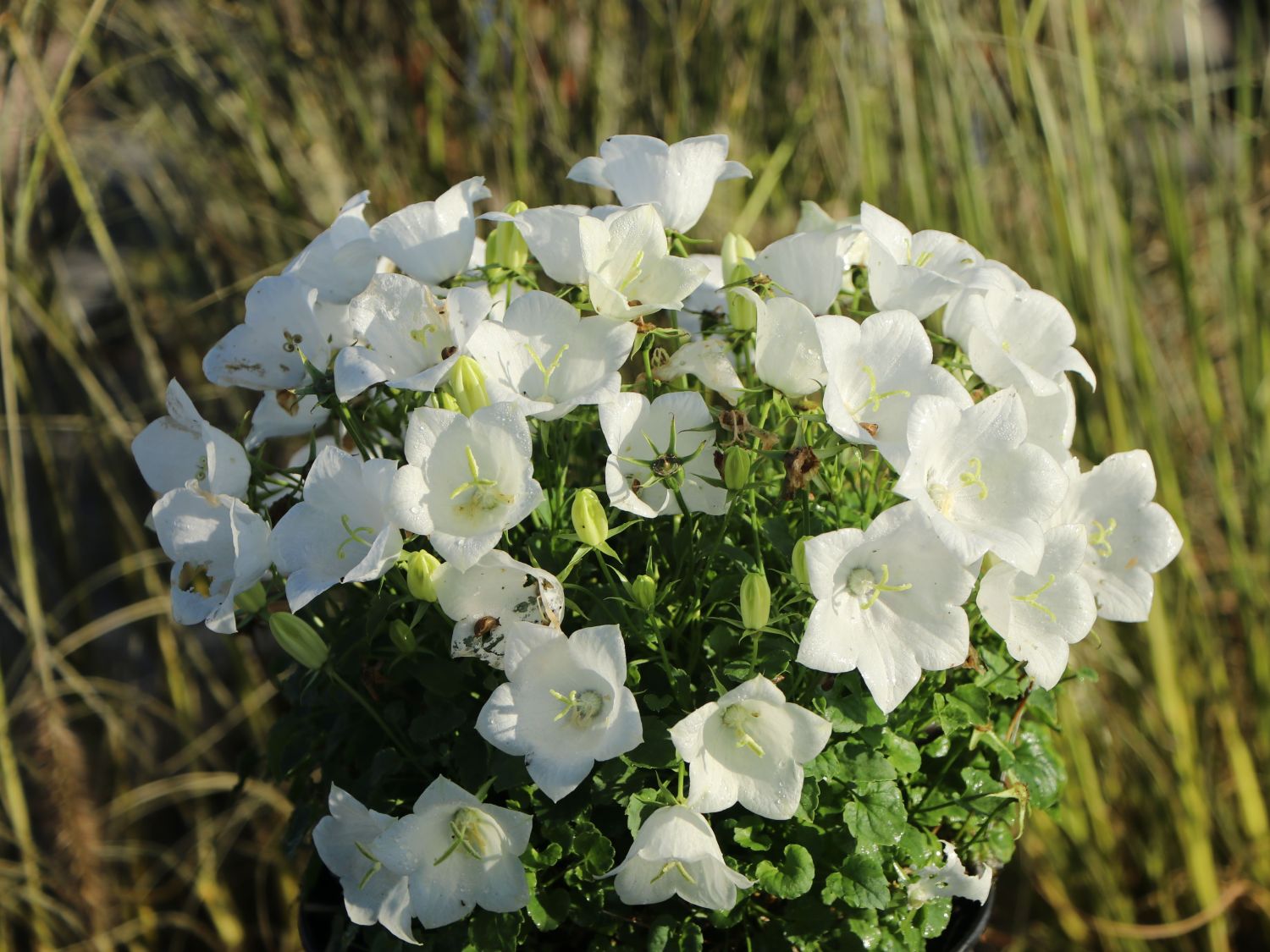 10 Stück Campanula weiße Clips viele Blüten im Sommer Glockenblume 