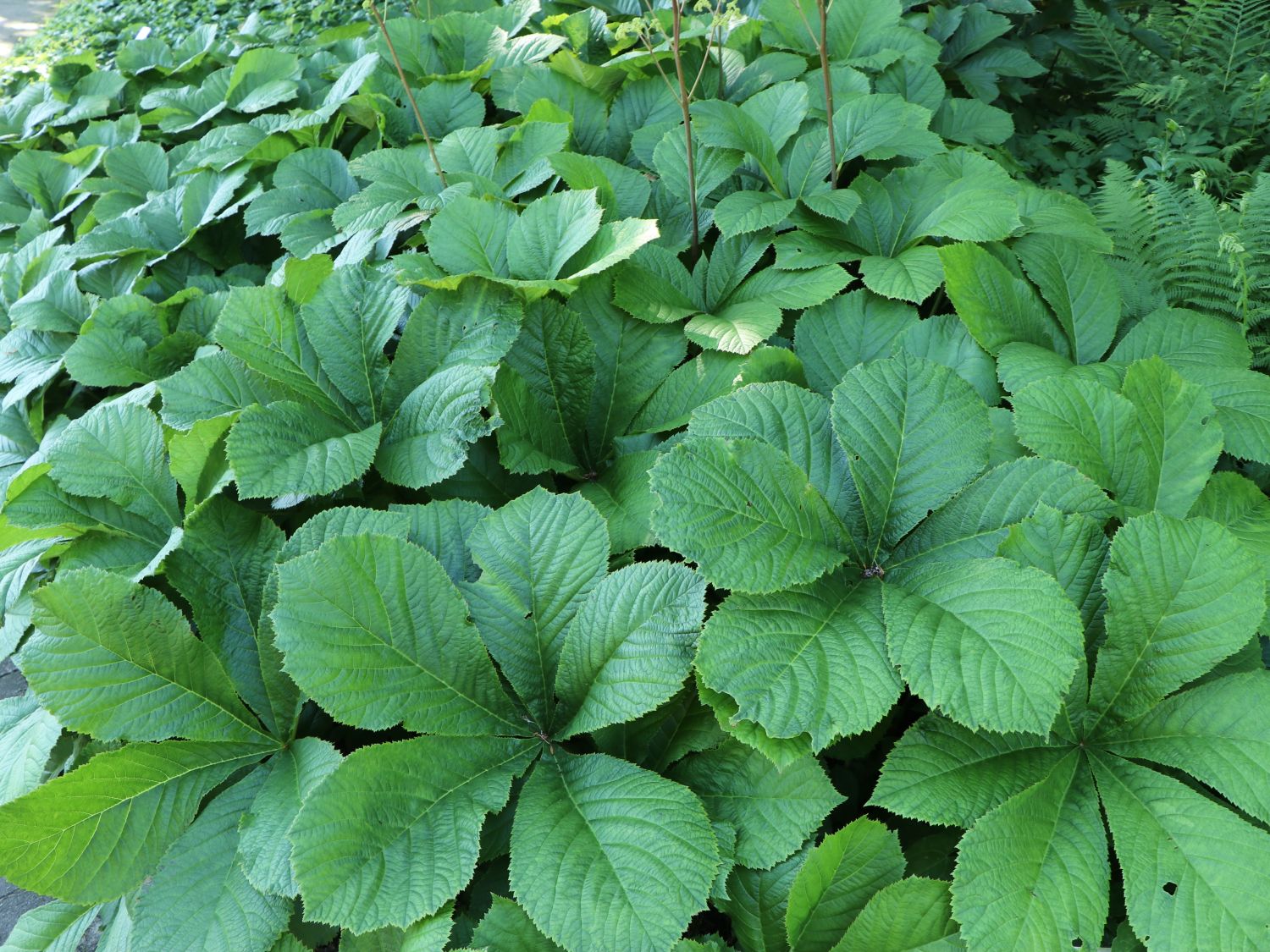 Kastanienblättriges Schaublatt (Rodgersia aesculifolia)