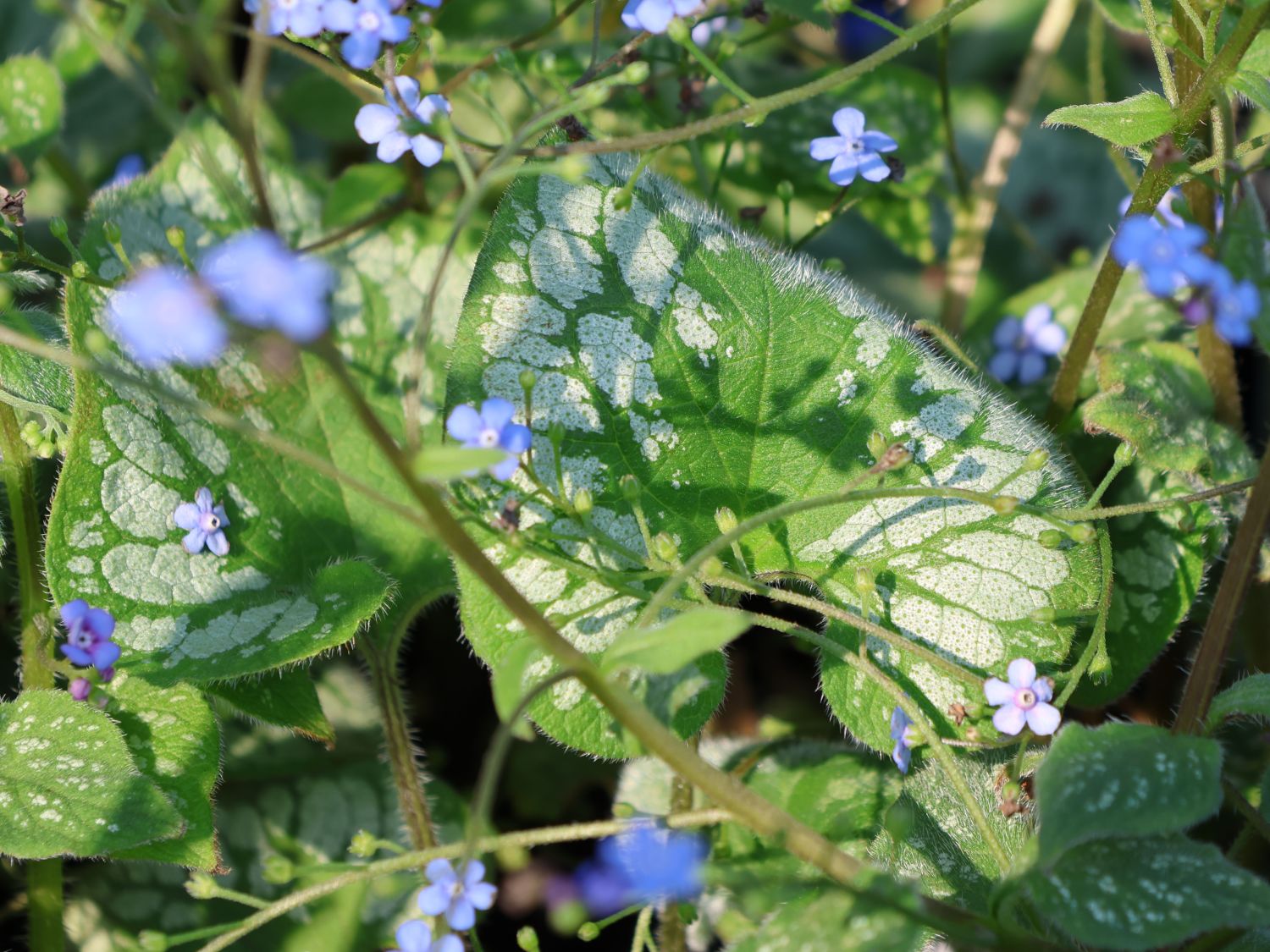 Kaukasus-Vergissmeinnicht \'Emerald Mist\' für Deinen Garten!