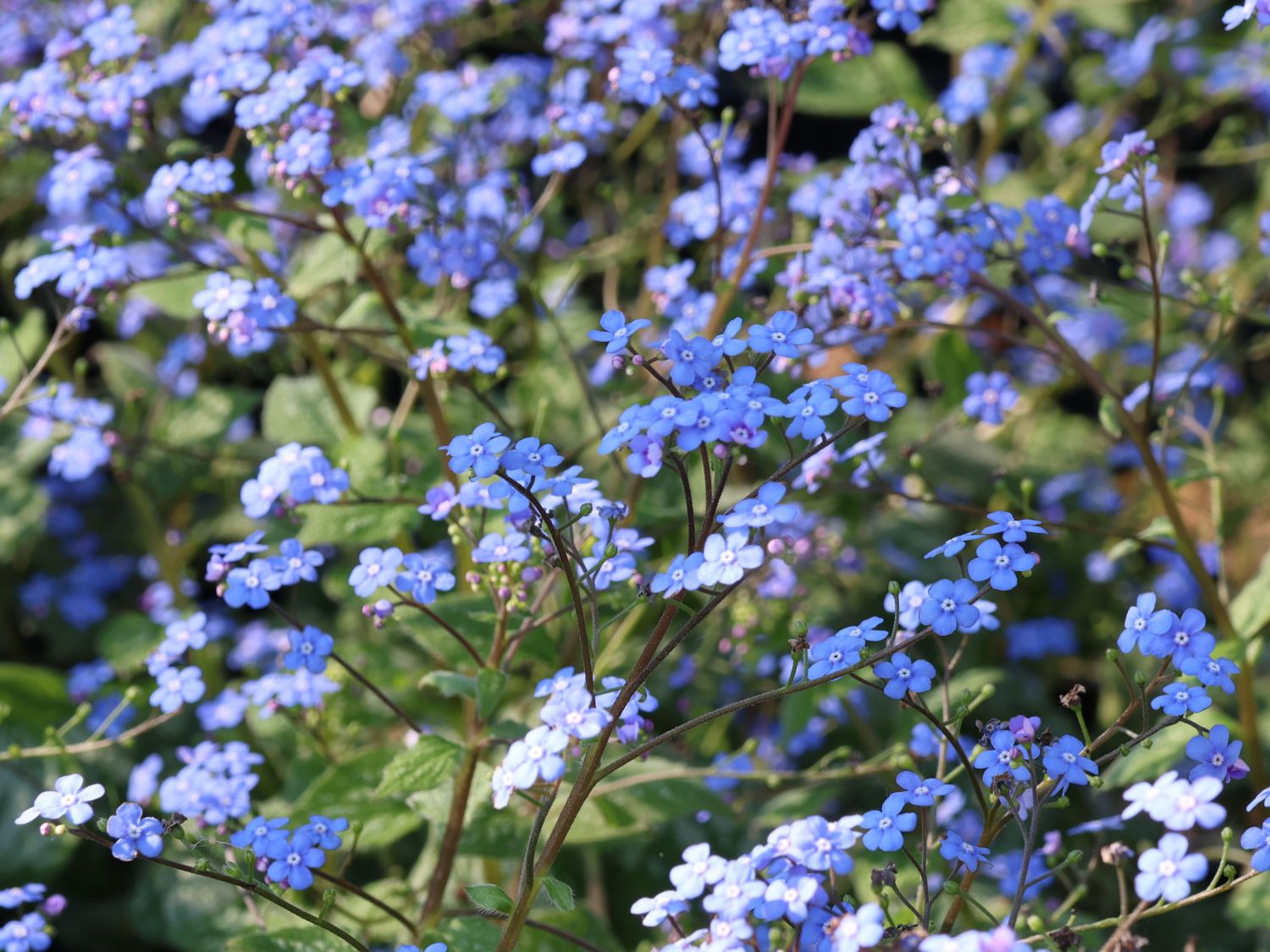 Kaukasus-Vergissmeinnicht \'Emerald Mist\' für Deinen Garten! | Fäustlinge