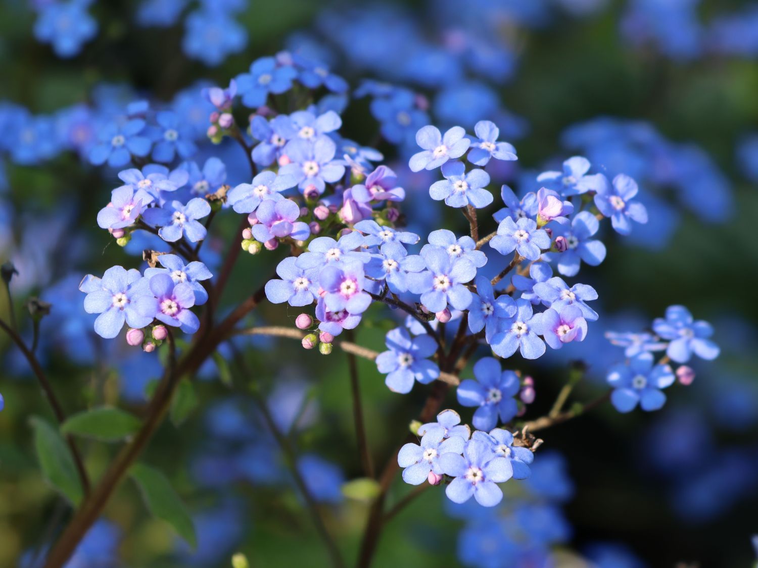 Kaukasus-Vergissmeinnicht 'Emerald Mist' für Deinen Garten!