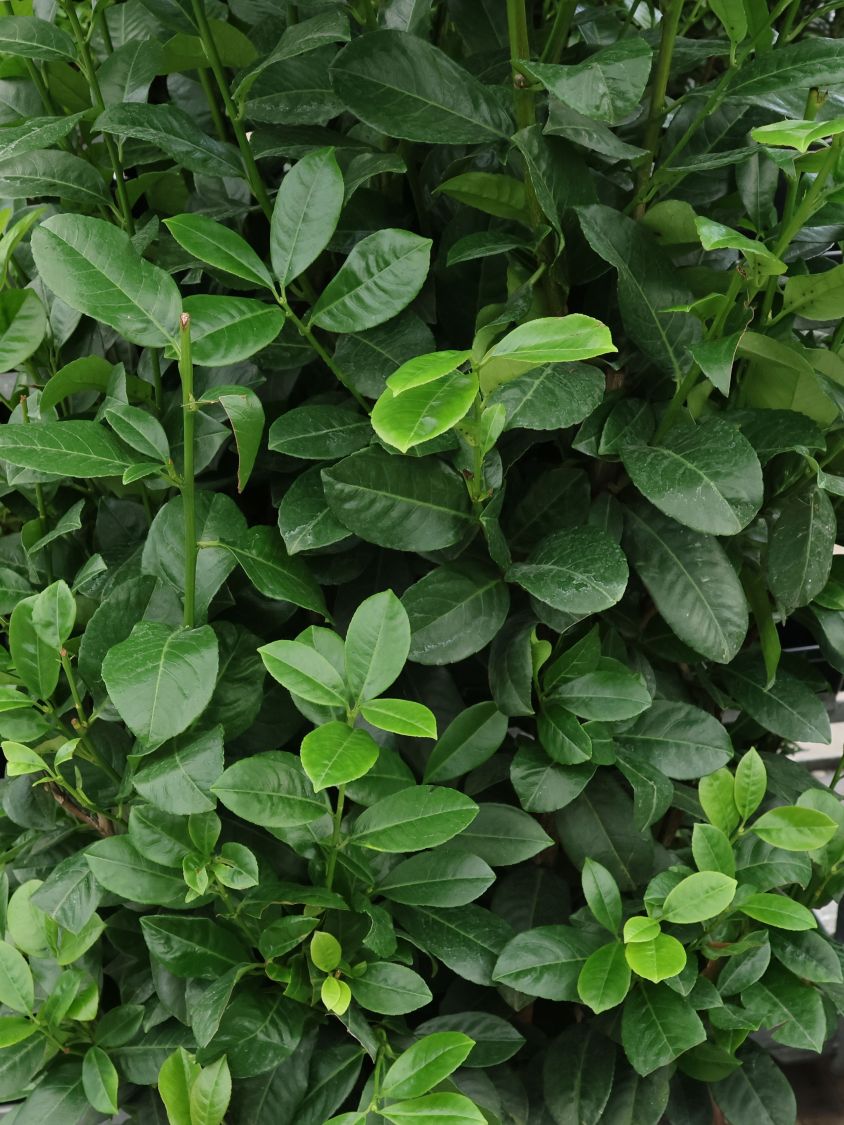 kirschlorbeer hecke dünger Purgrün Kirschlorbeer-Dünger 1 kg