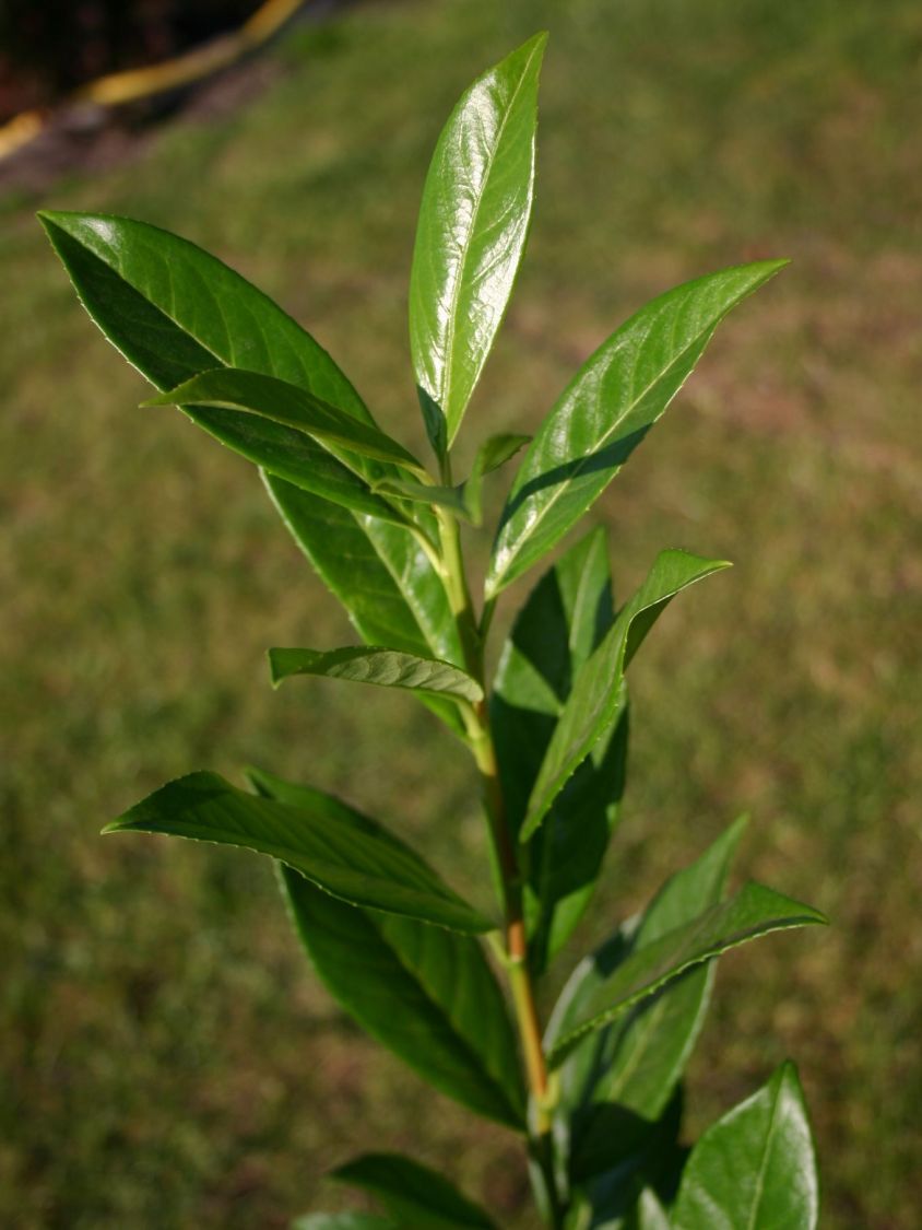 Kirschlorbeer / Lorbeerkirsche 'Caucasica' Prunus laurocerasus