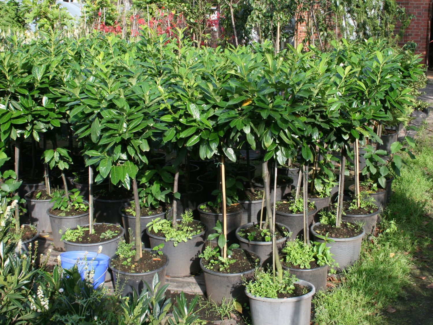 calidad superior Heckenpaket Kirschlorbeer Prunus Caucasica /Novita 5 l de olla 80-100 Novita 