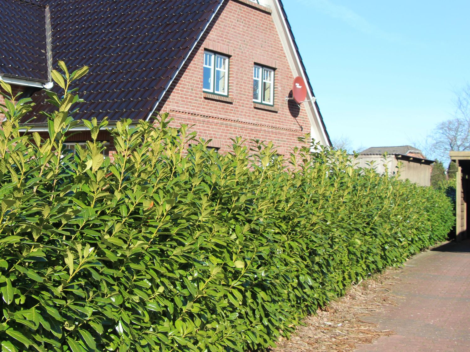 Kirschlorbeer Heckenpflanzen immergrün Sichtschutz Prunus lauroc.Novita im Topf gewachsen 40-60cm 20 Stück