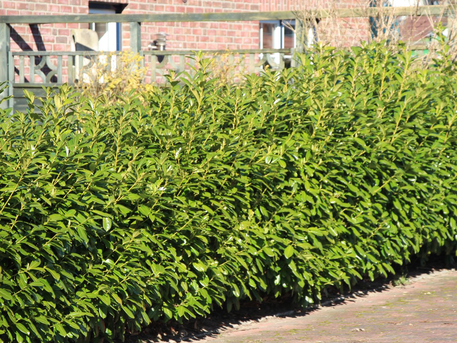 Kirschlorbeer \'Novita\' - Prunus laurocerasus \'Novita\' - Baumschule Horstmann