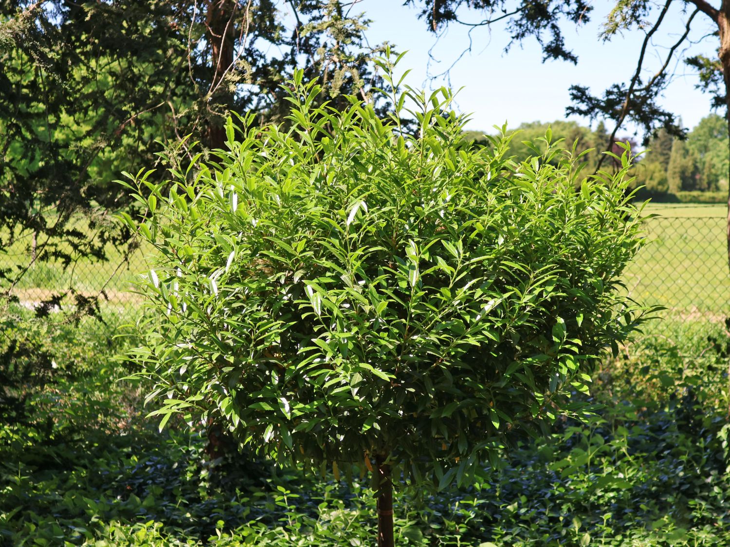 Kirschlorbeer 'SOFIA' - Prunus laurocerasus 'SOFIA'