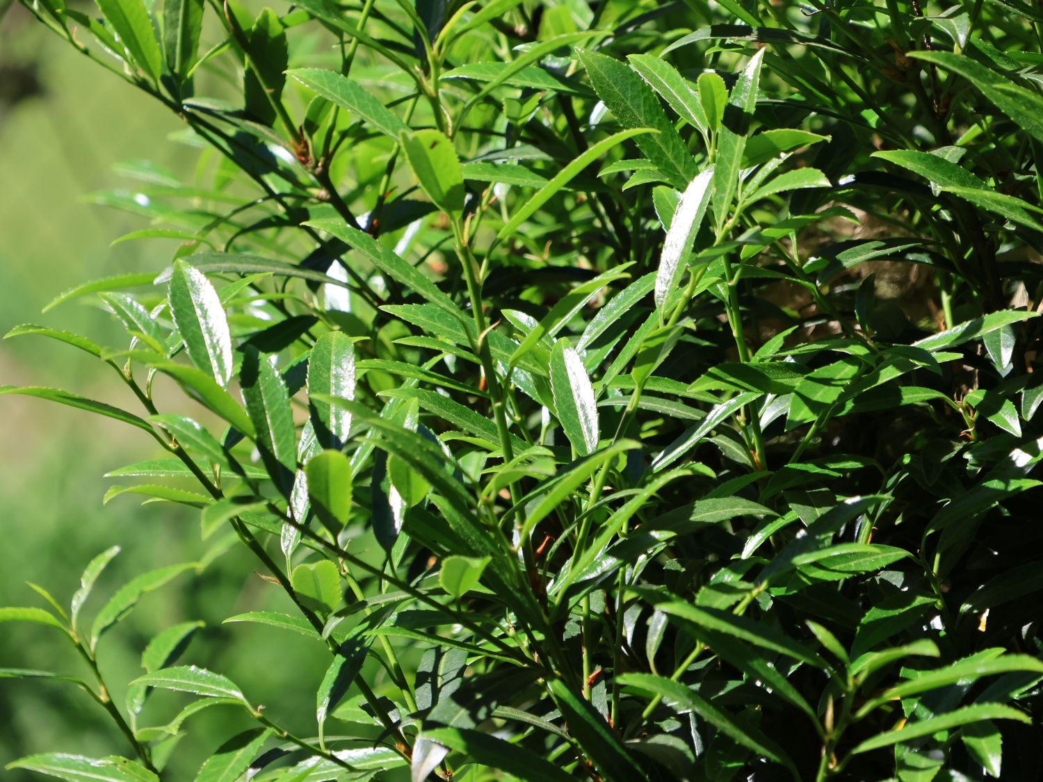 Kirschlorbeer 'SOFIA'  - Prunus laurocerasus 'SOFIA'  - Baumschule  Horstmann
