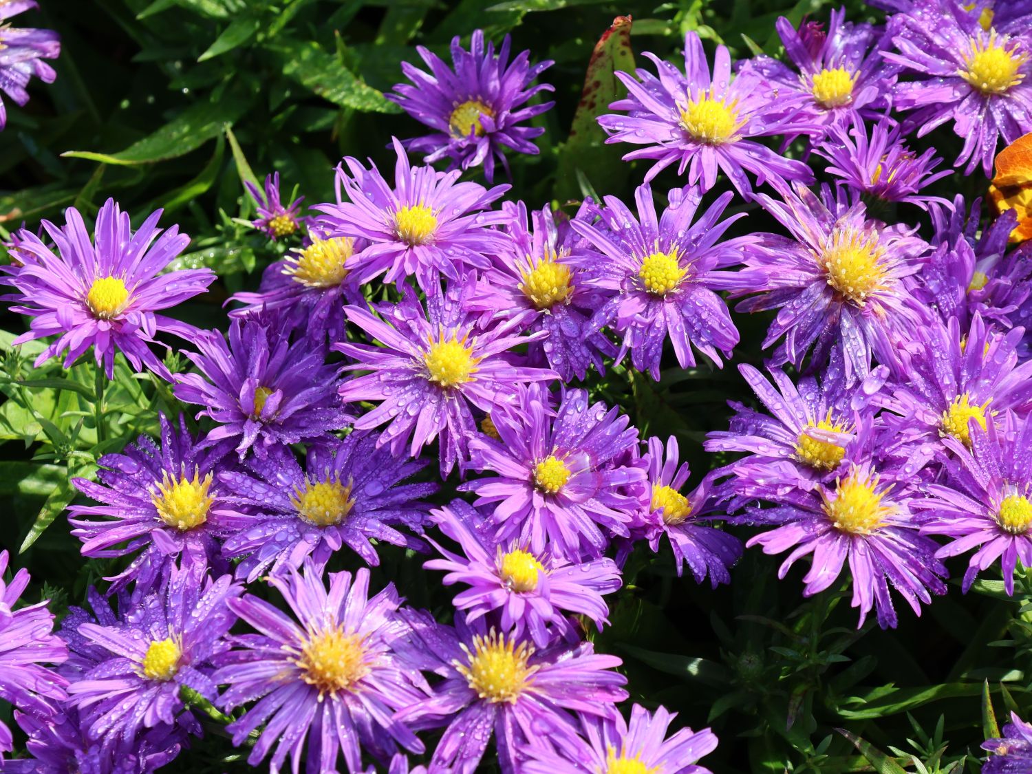 Kissen-Aster 'Augenweide' - SchÃ¶nste Stauden & Expertenwissen