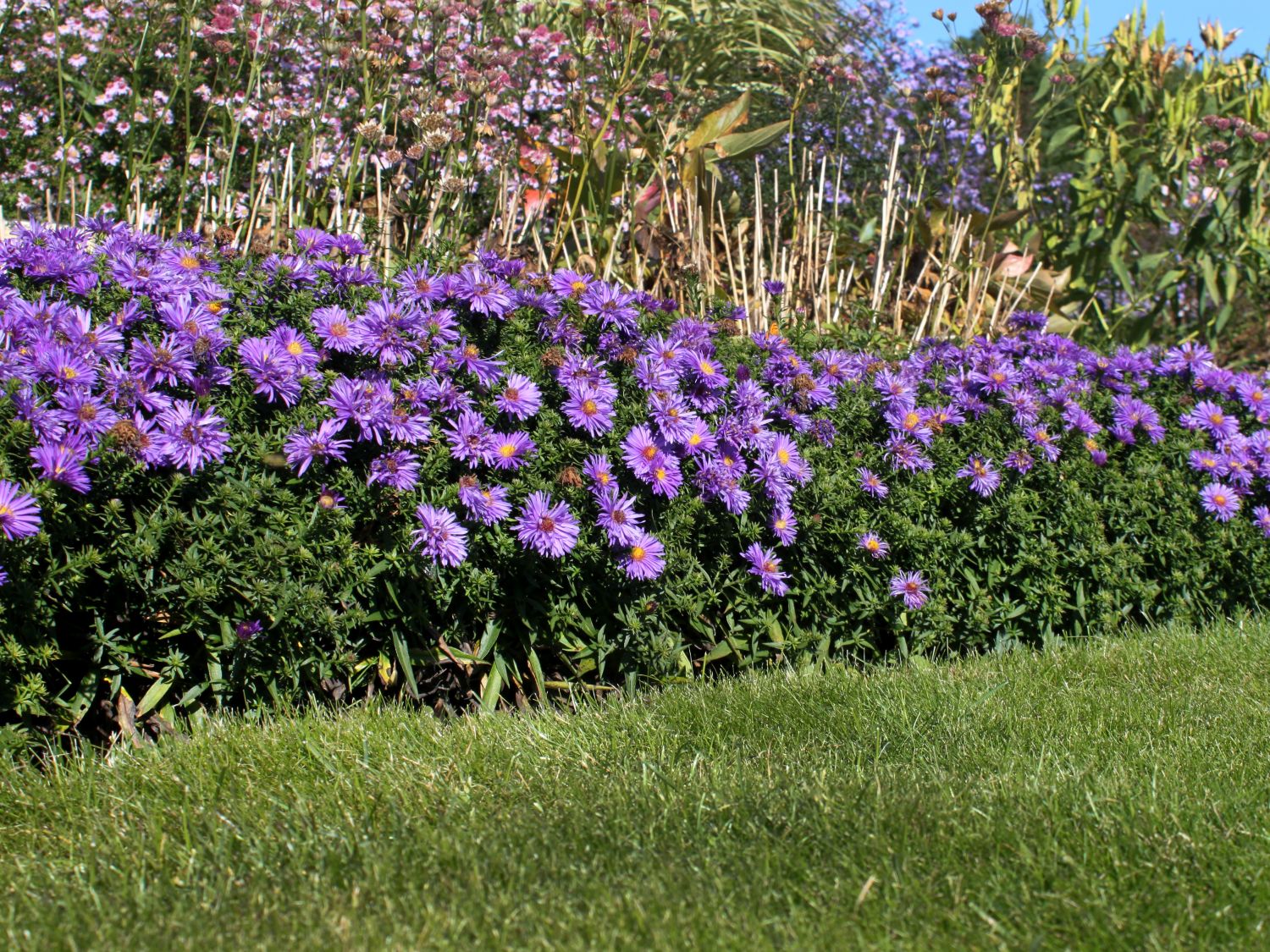 Kissen-Aster 'Augenweide' - SchÃ¶nste Stauden & Expertenwissen