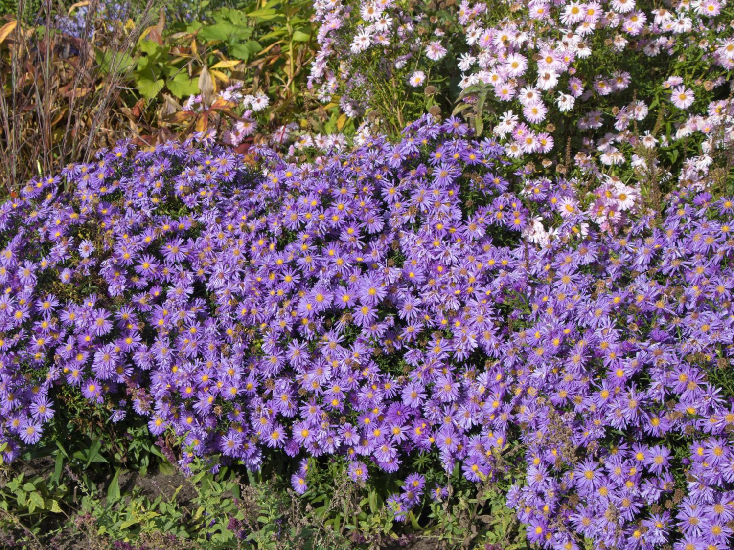 Kissen-Aster \'Blaue Lagune\' - Schönste Stauden & Expertenwissen