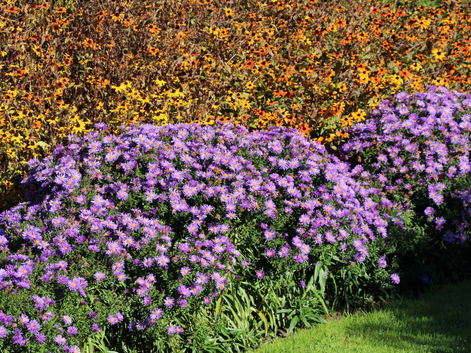 Kissen-Aster 'Blaue Lagune' - Schönste Stauden & Expertenwissen