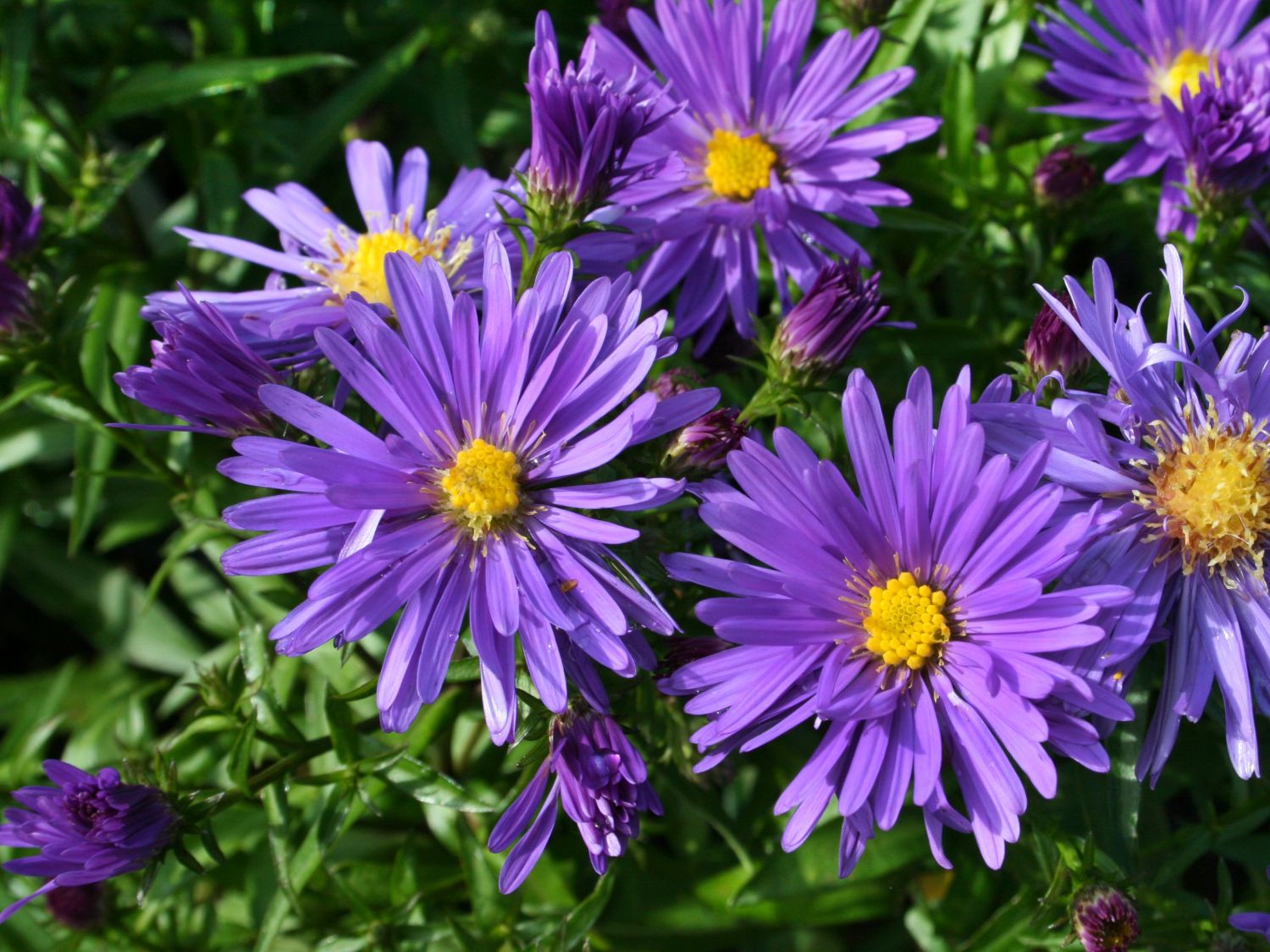 & \'Blaue Lagune\' Stauden - Schönste Expertenwissen Kissen-Aster